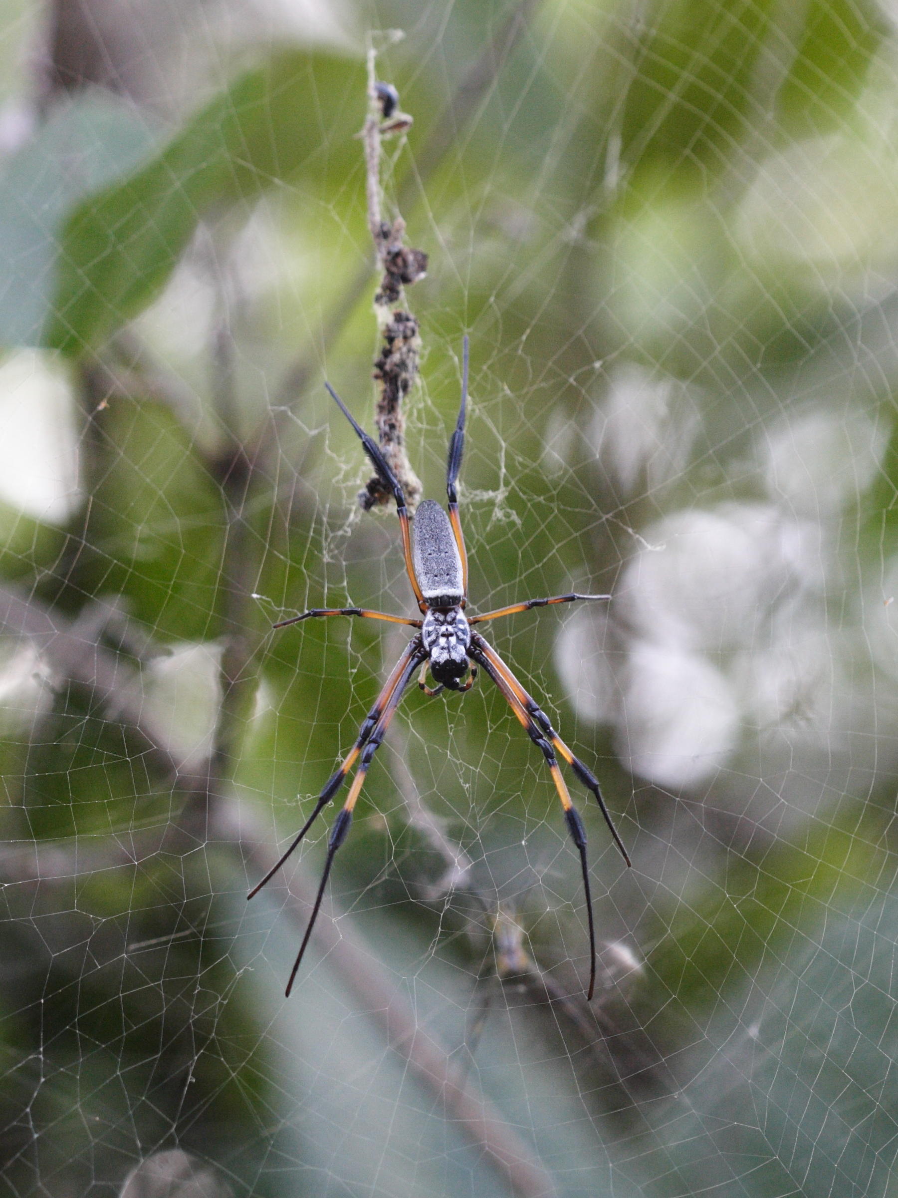 Nephila_inaurata ssp. inaurata