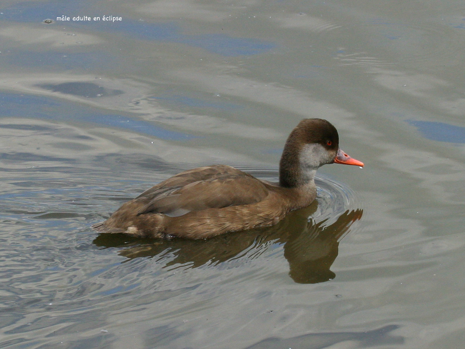 nette_rousse_-_netta_rufina5bd