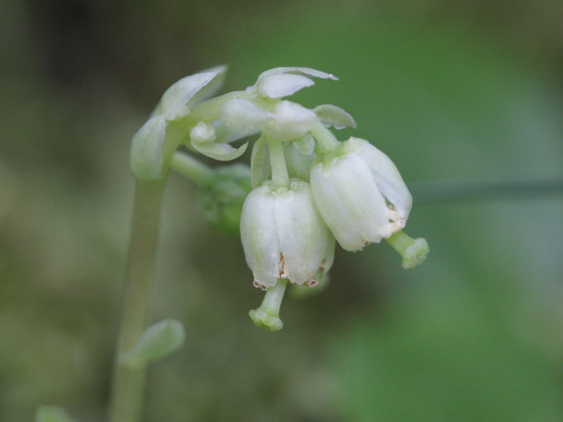 Afficher le média Orthilia_secunda Orthilia_secunda