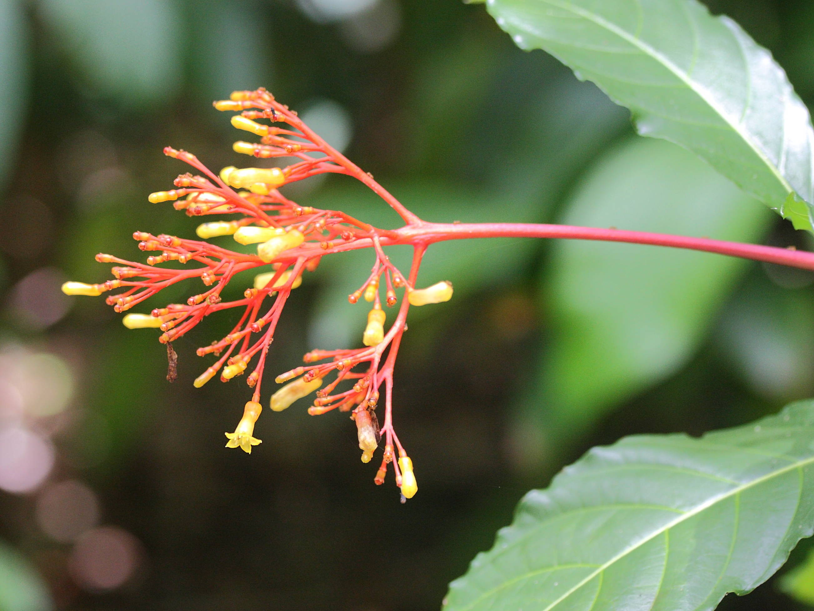 Afficher le média palicourea_crocea5md palicourea_crocea5md