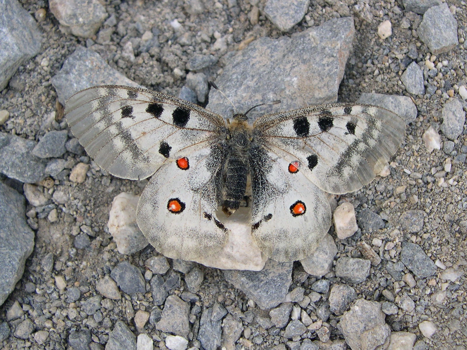 parnassius_apollo1md