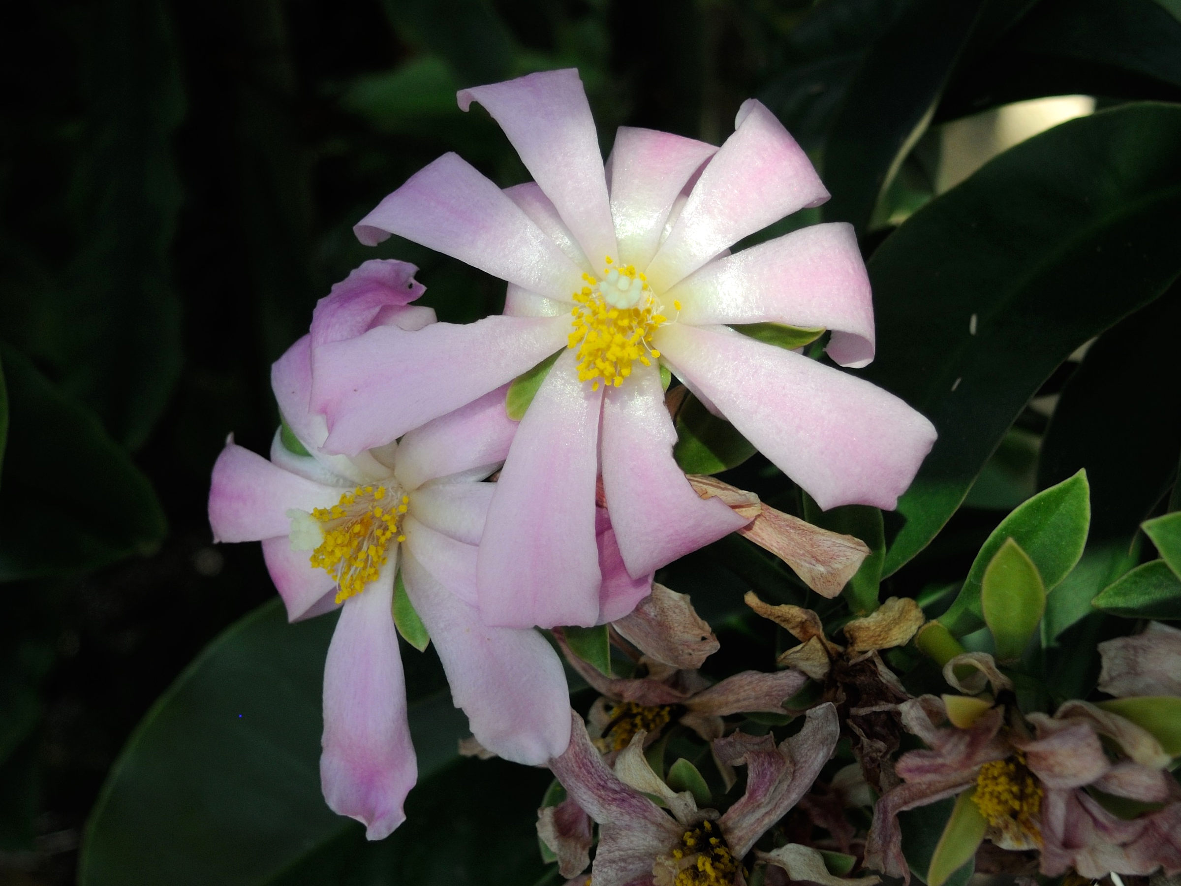 pereskia_grandifolia5md