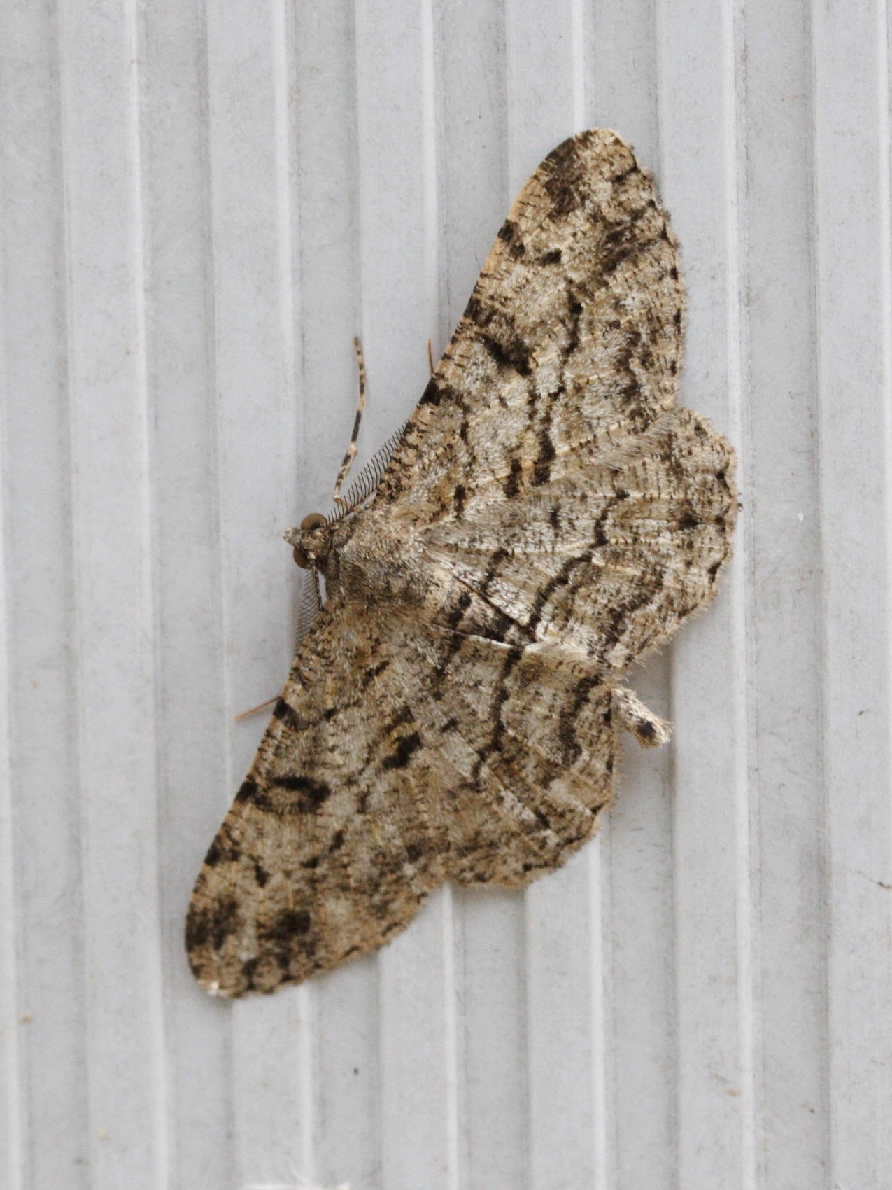 Afficher le média peribatodes_rhomboidaria1md peribatodes_rhomboidaria1md