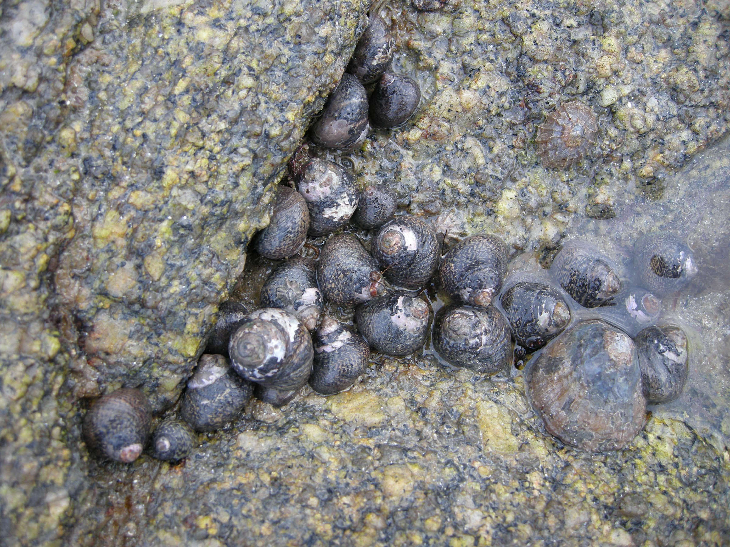 Afficher le média phorcus_lineatus1md phorcus_lineatus1md