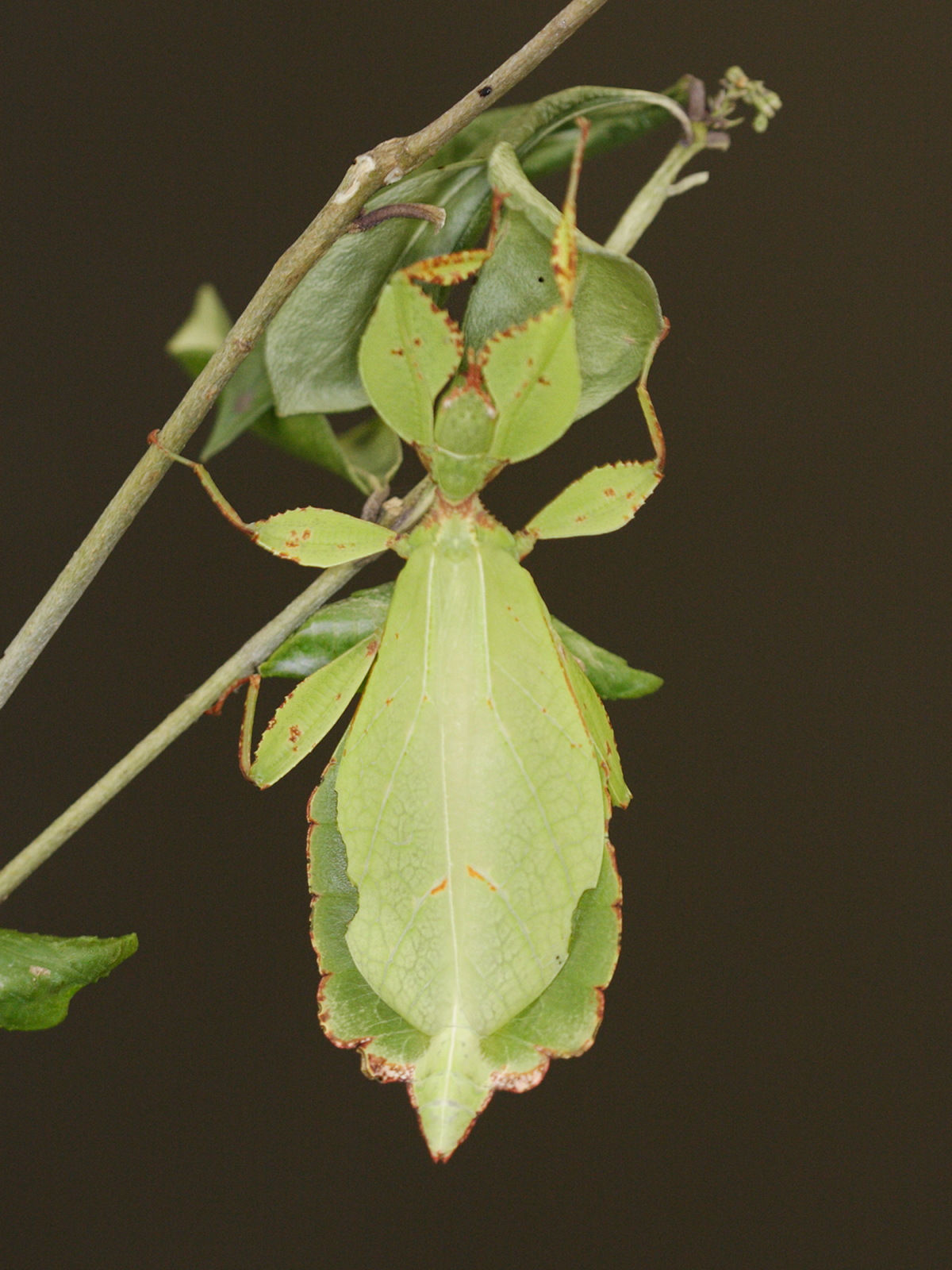 phyllium_sp1md