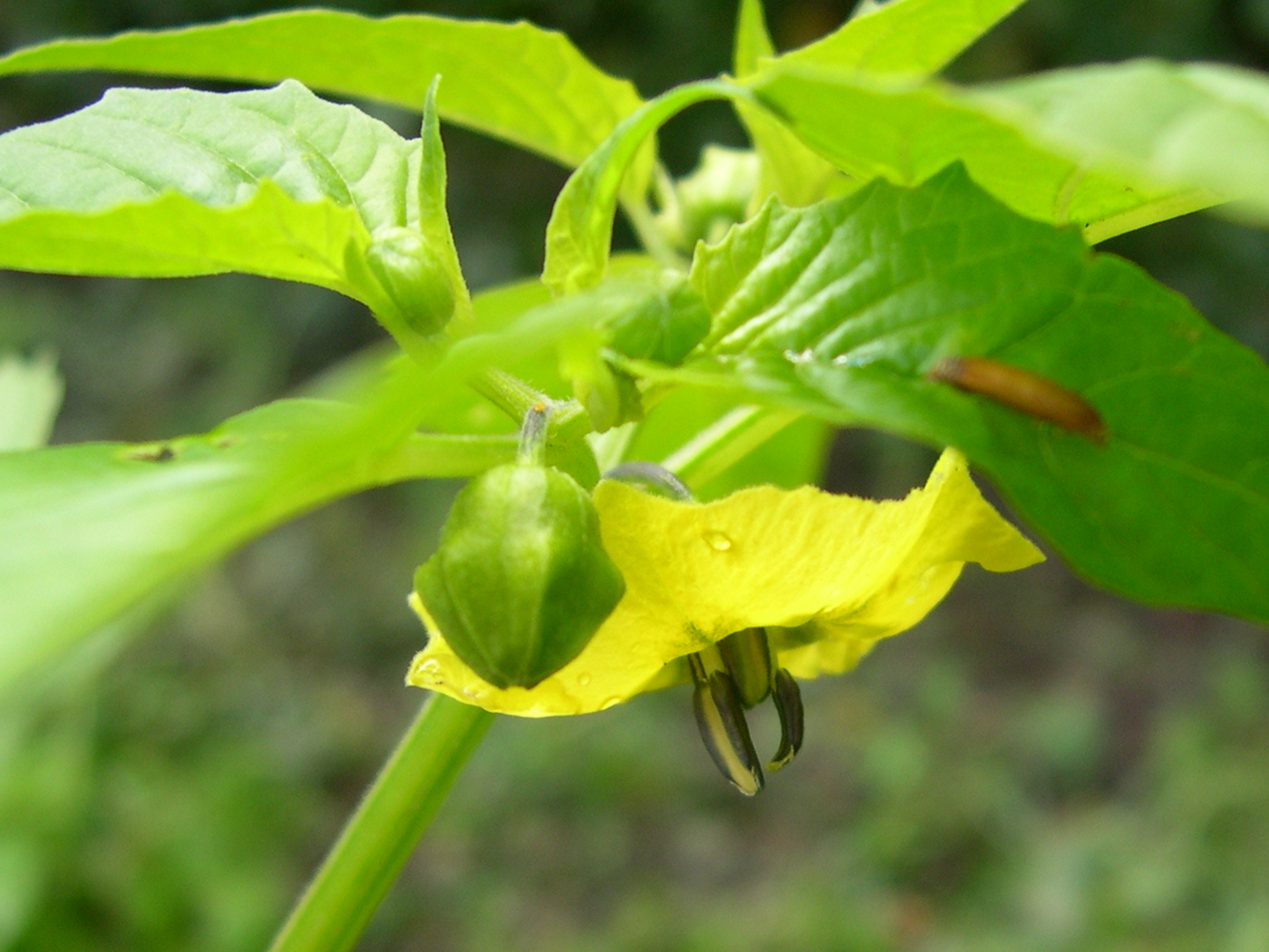 physalis_peruviana2md