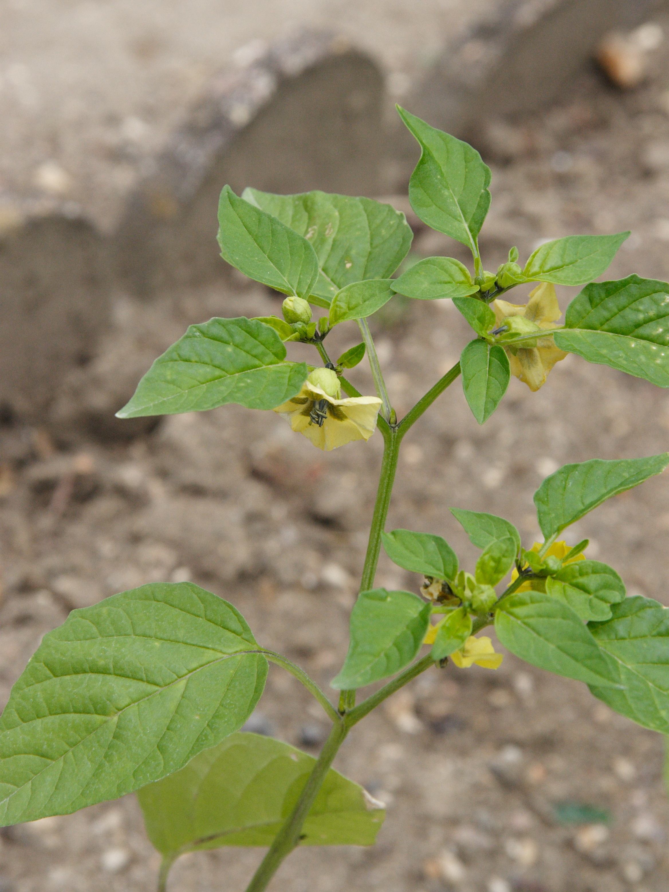 physalis_philadelphica1md
