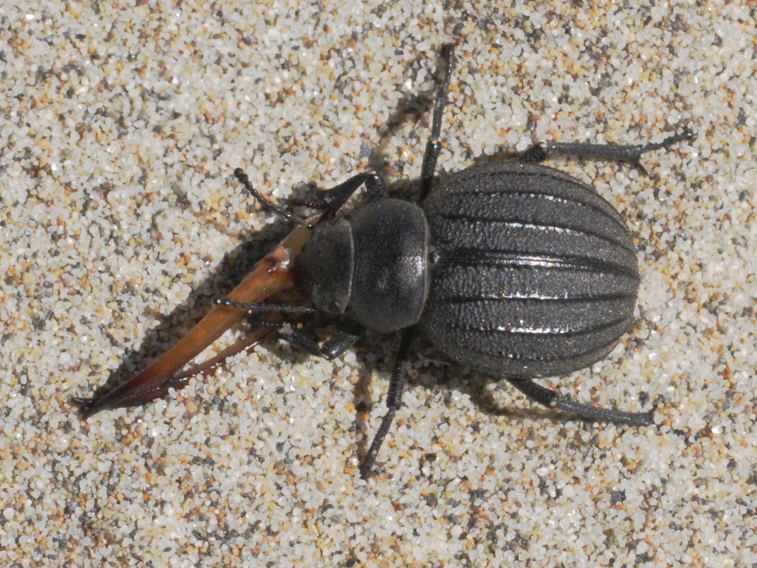 pimelia_bipunctata1md