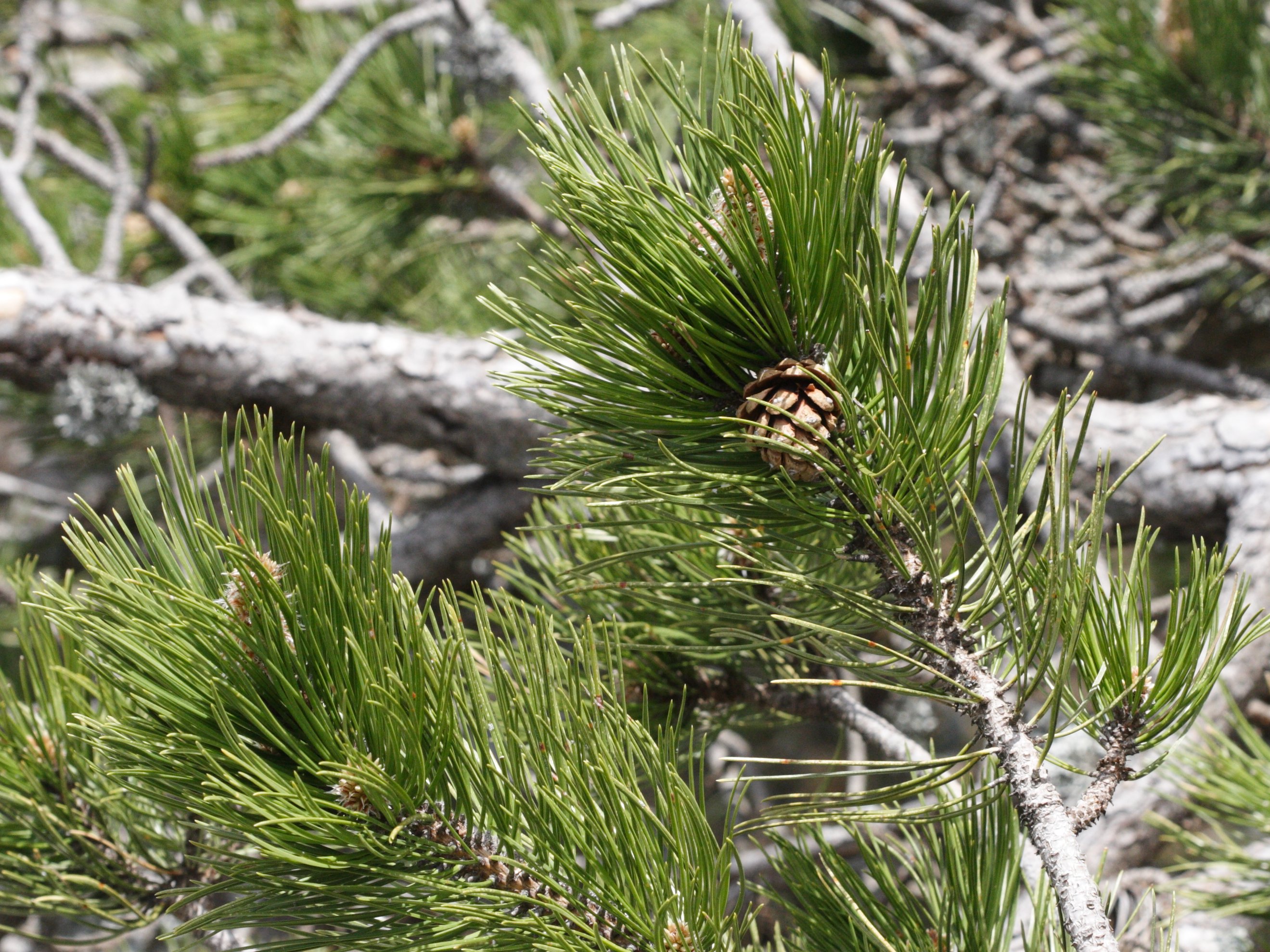 pinus_heldreichii2md