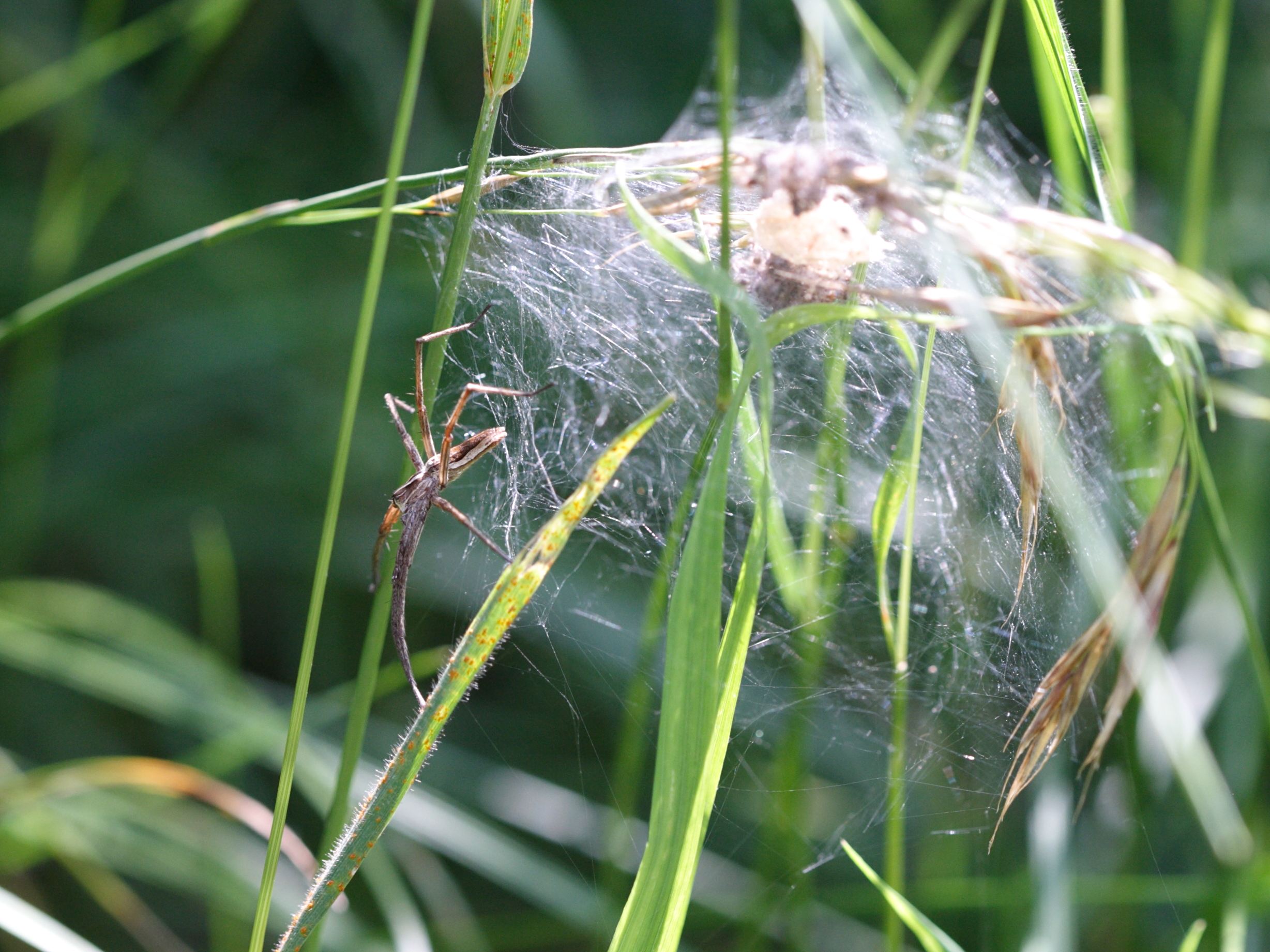 pisaura_mirabilis6sd