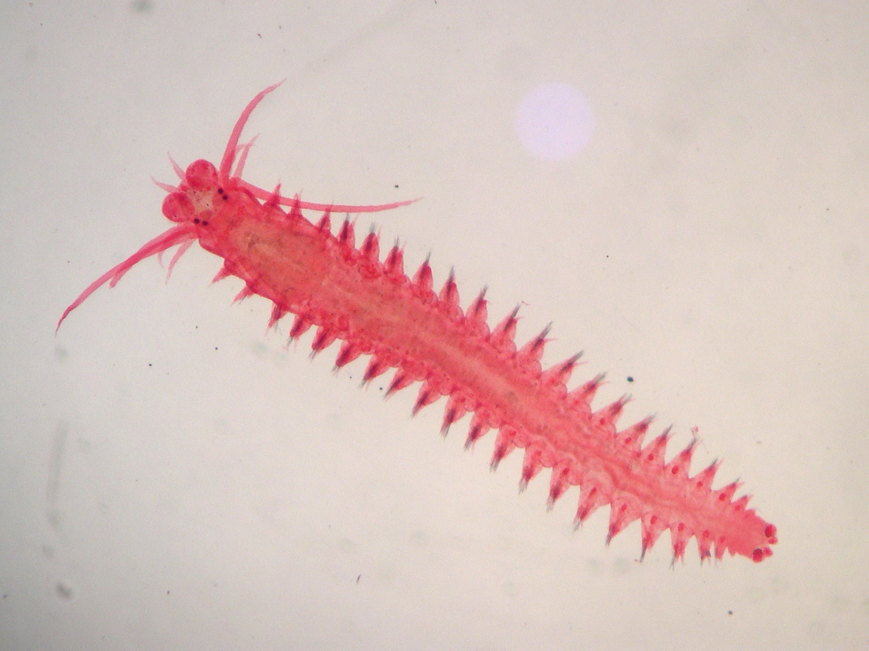 platynereis_dumerilii1md