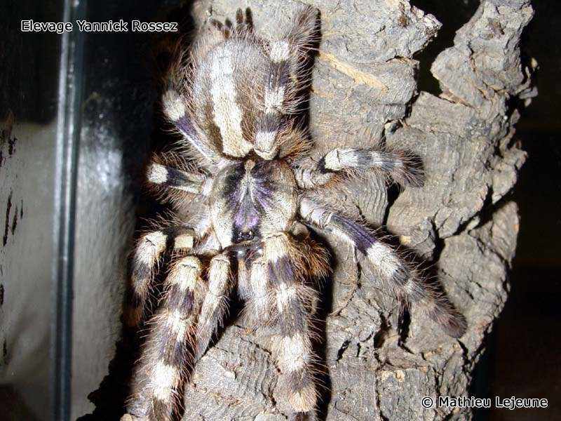 poecilotheria_formosa2ml