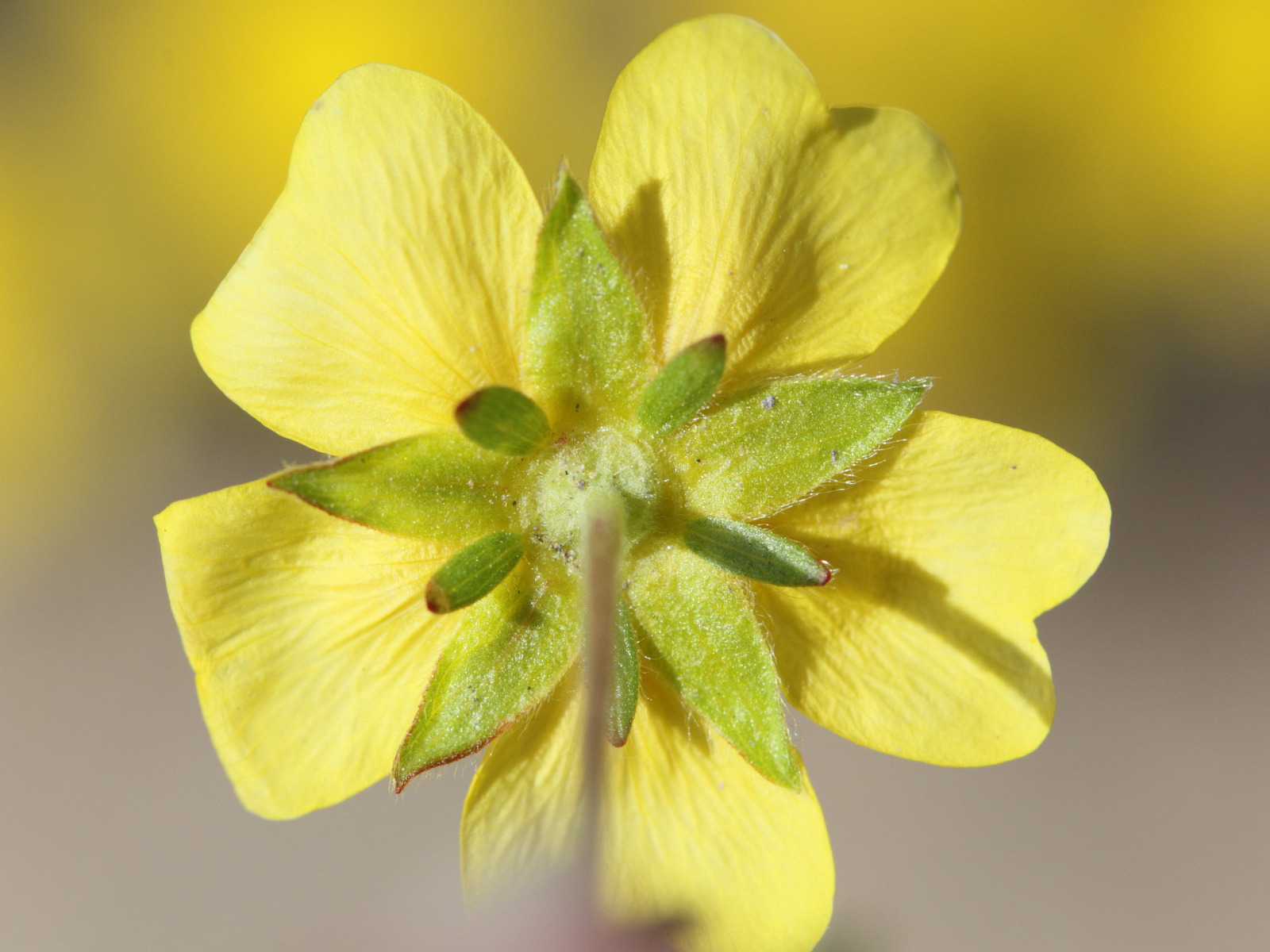 potentilla_crantzi3md