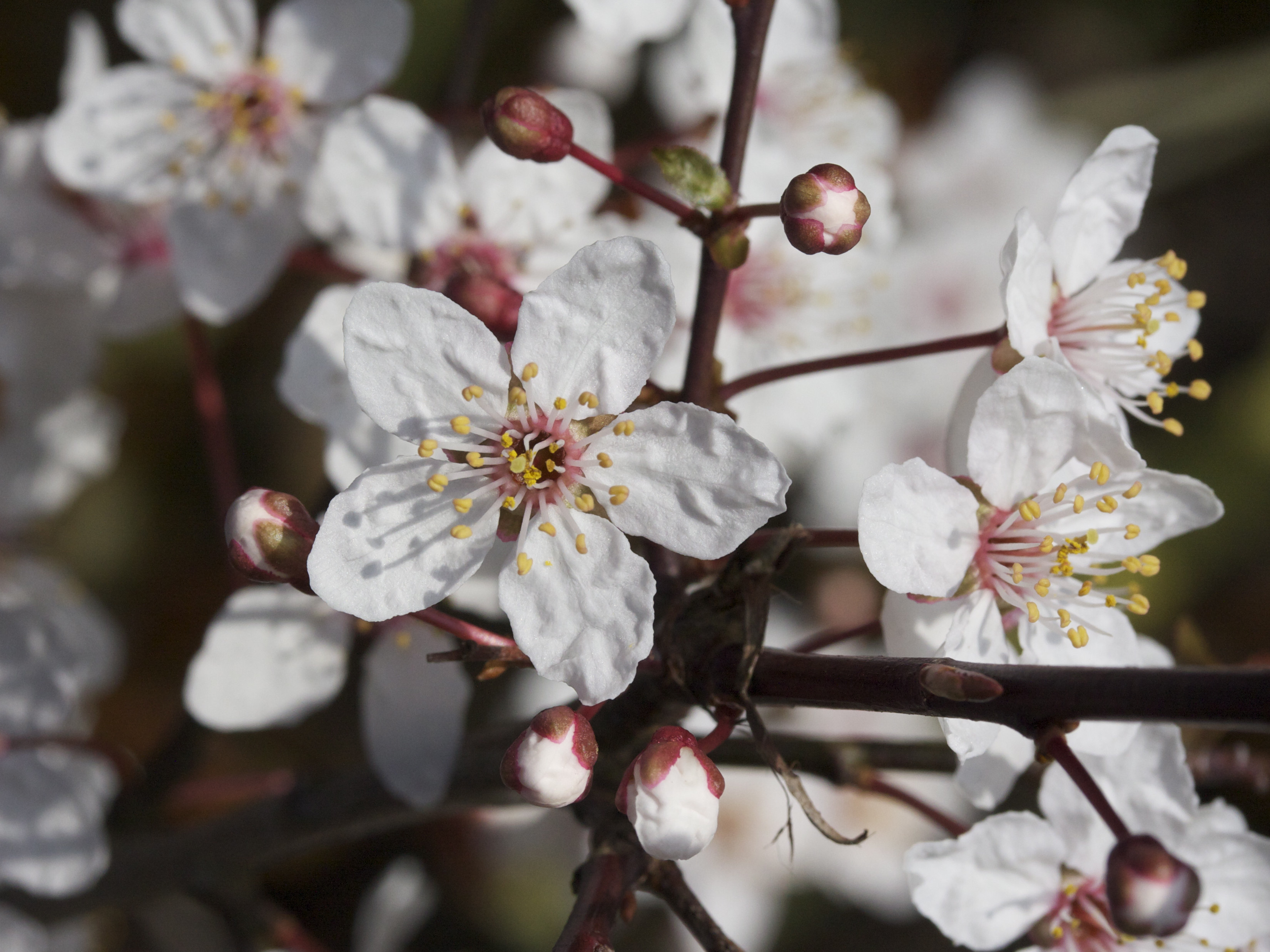 Afficher le média Prunus_cerasifera f. atropurpurea Prunus_cerasifera f. atropurpurea