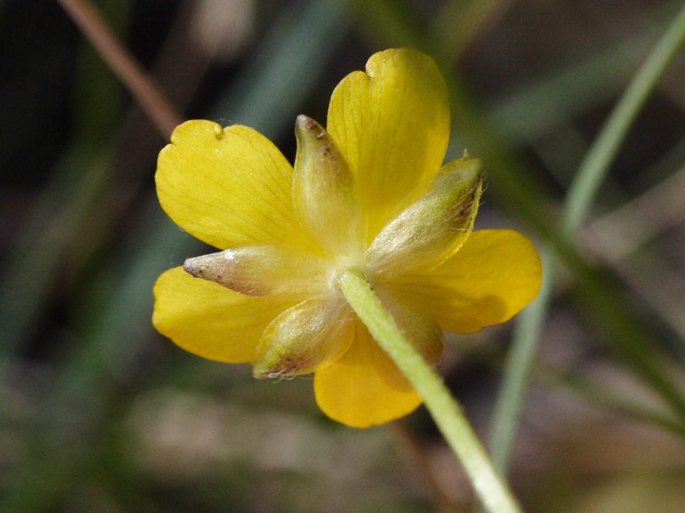 Afficher le média ranunculus_breyninus2md ranunculus_breyninus2md