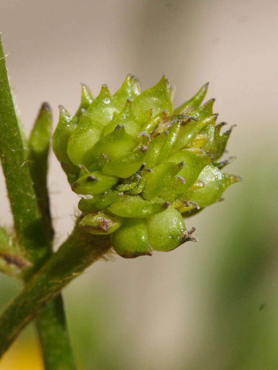 ranunculus_caucasicus2md