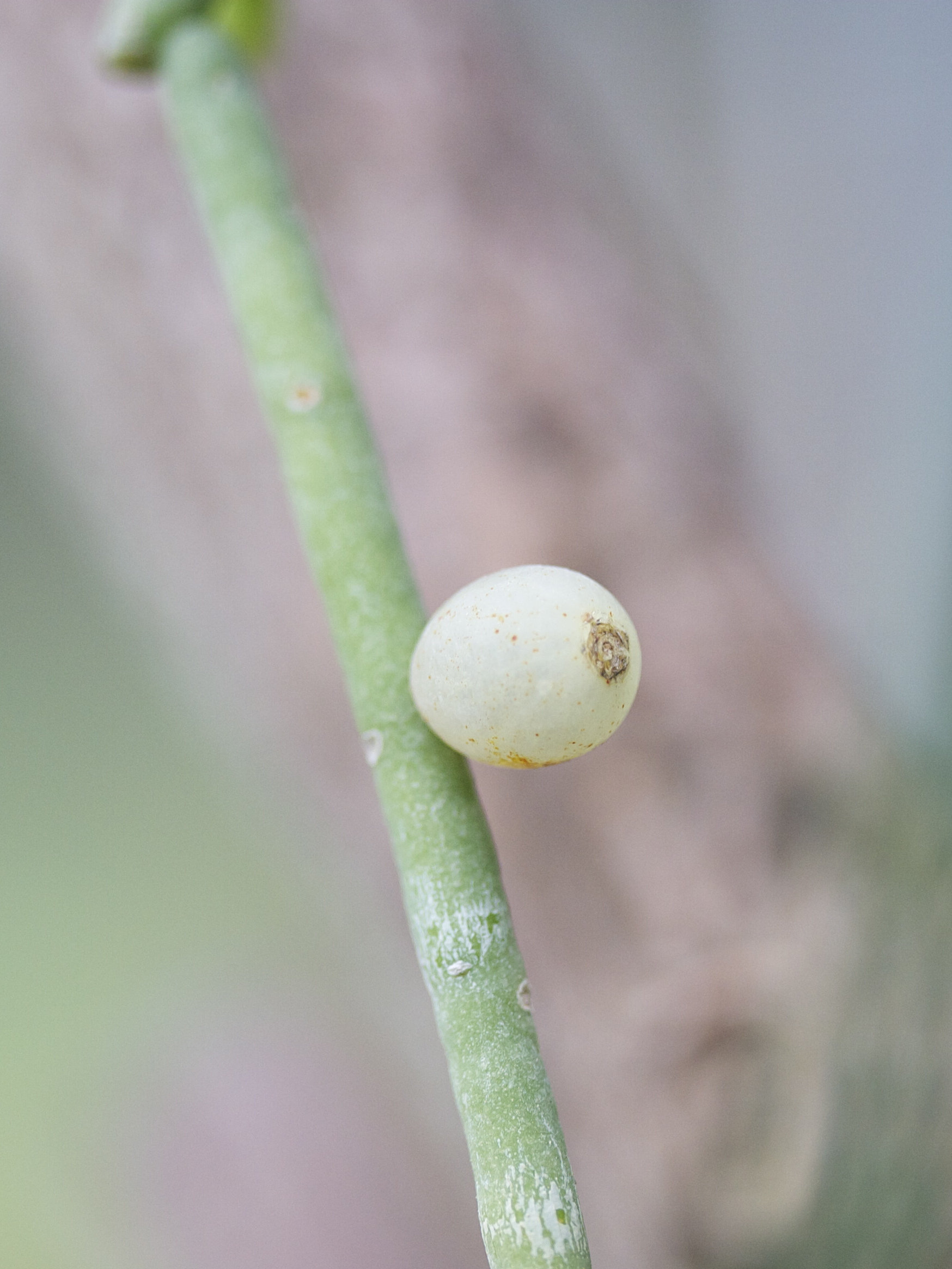 Afficher le média rhipsalis_cassutha3md rhipsalis_cassutha3md