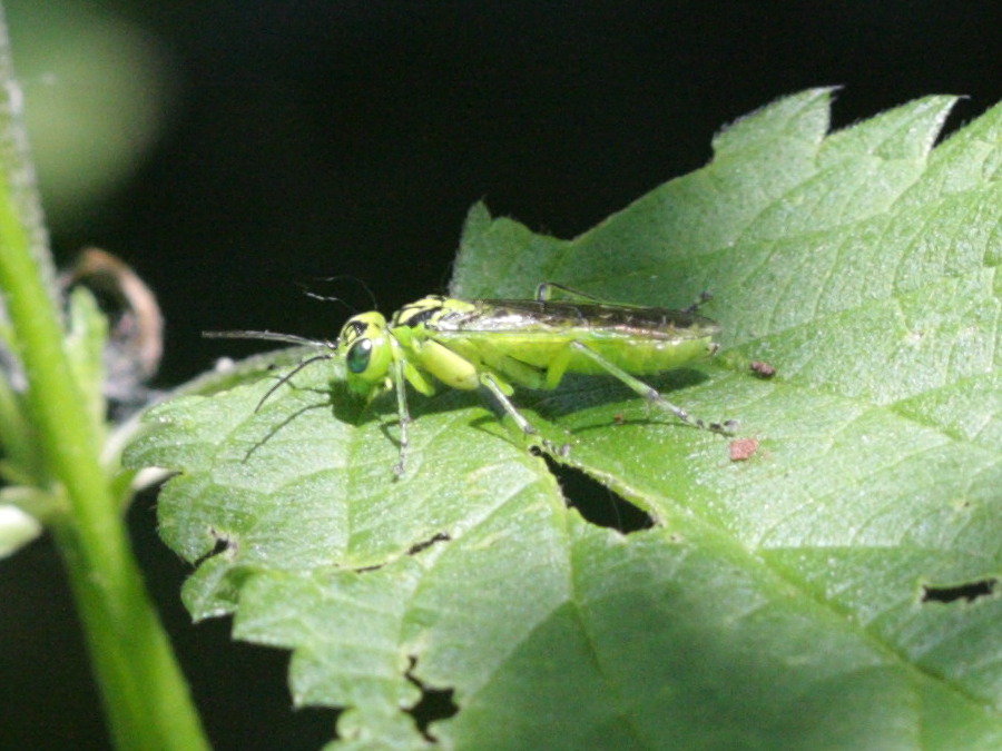 rhogogaster_viridis2bd