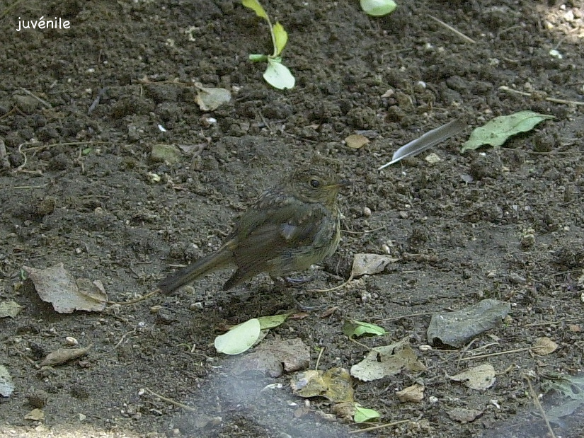 rougegorge_familier_-_erithacus_rubecula6md