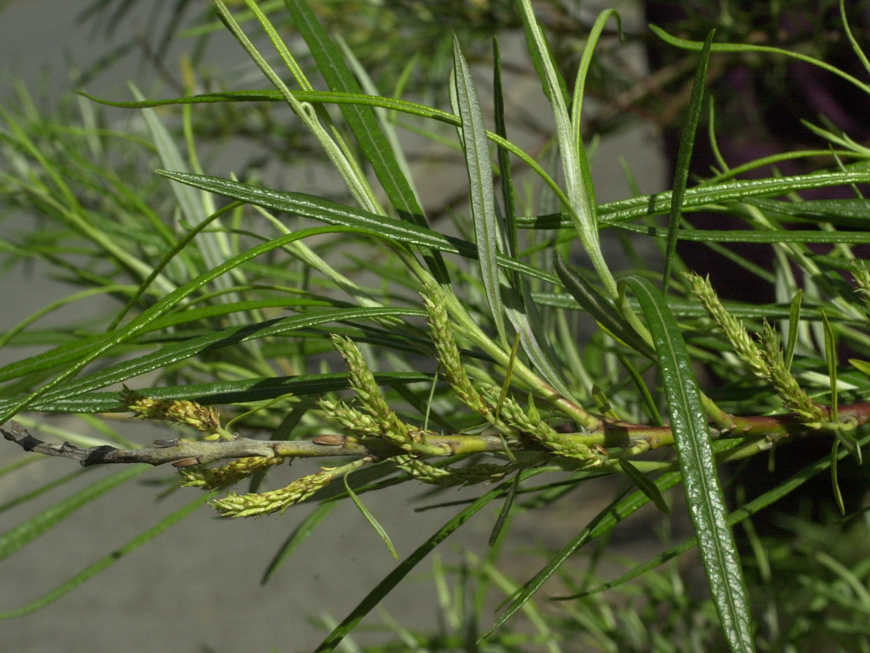 Afficher le média salix_eleagnos4md salix_eleagnos4md