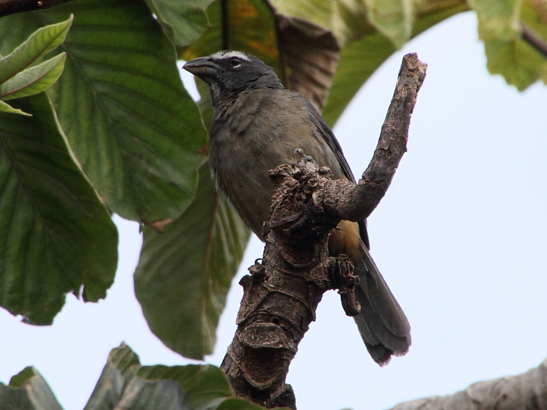 Saltator_coerulescens