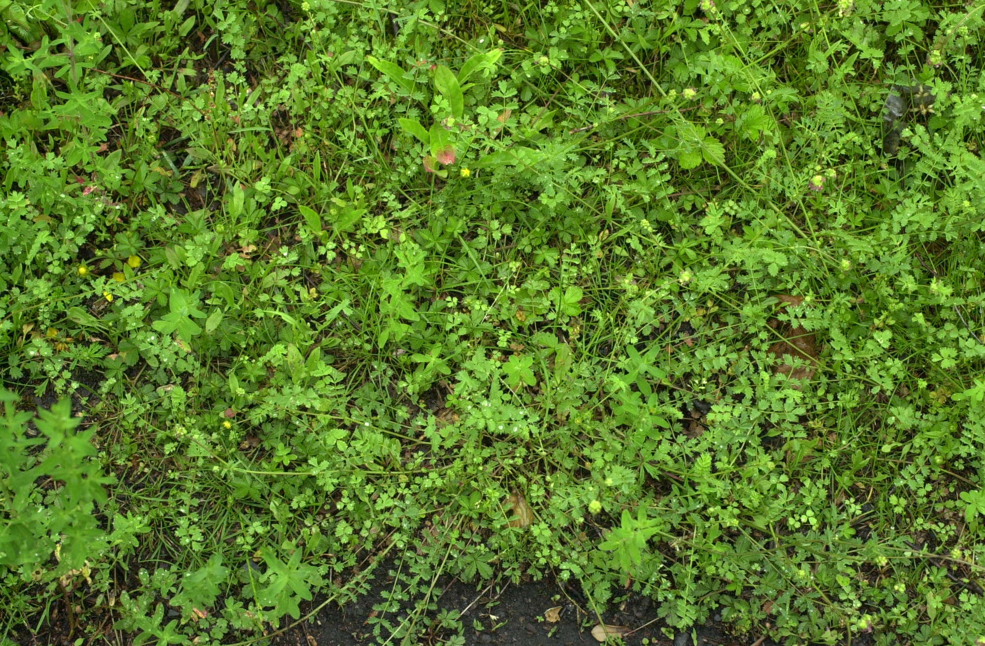 sanguisorba_minor1md