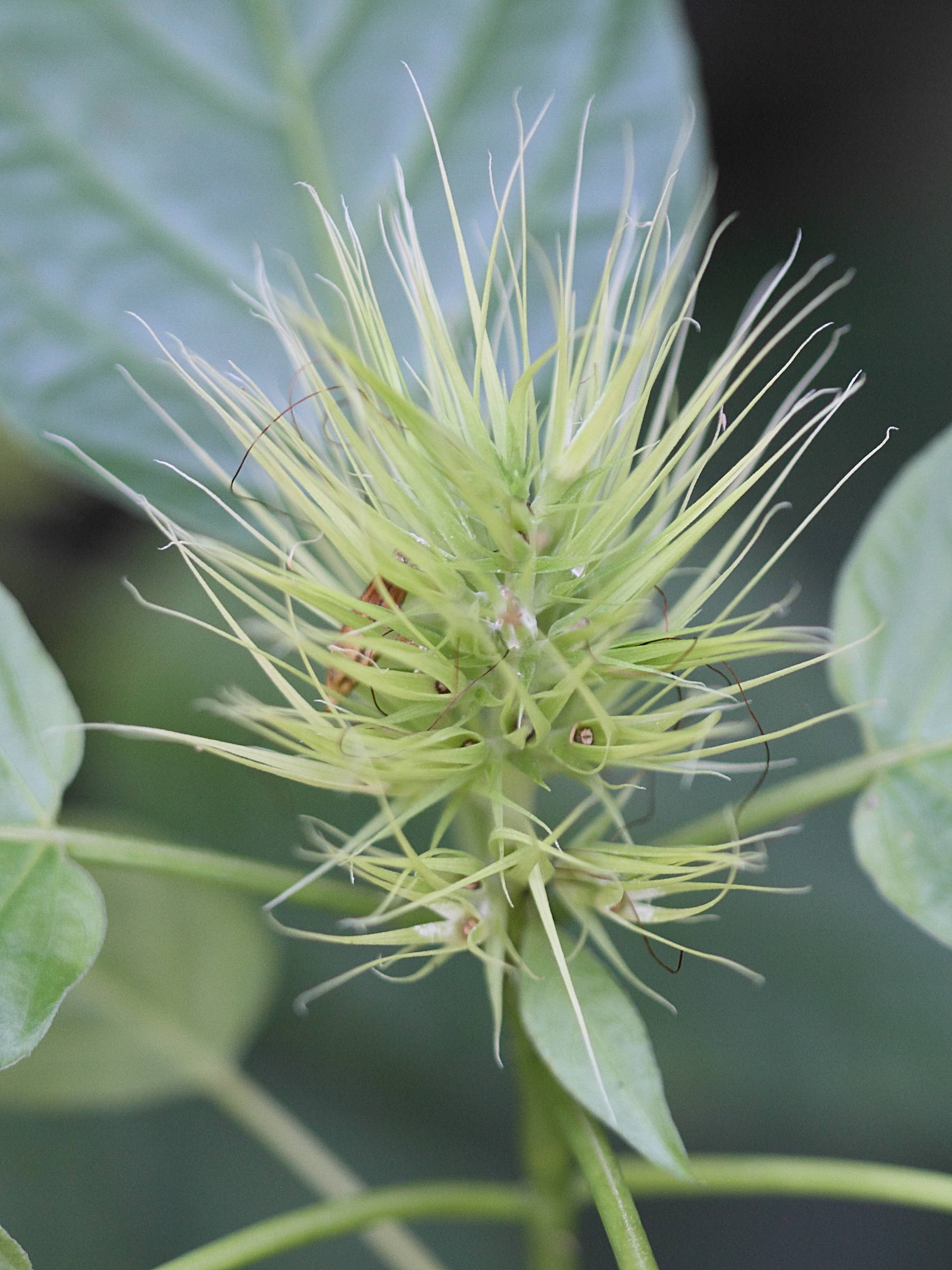 Afficher le média schaueria_calycotricha2bd schaueria_calycotricha2bd