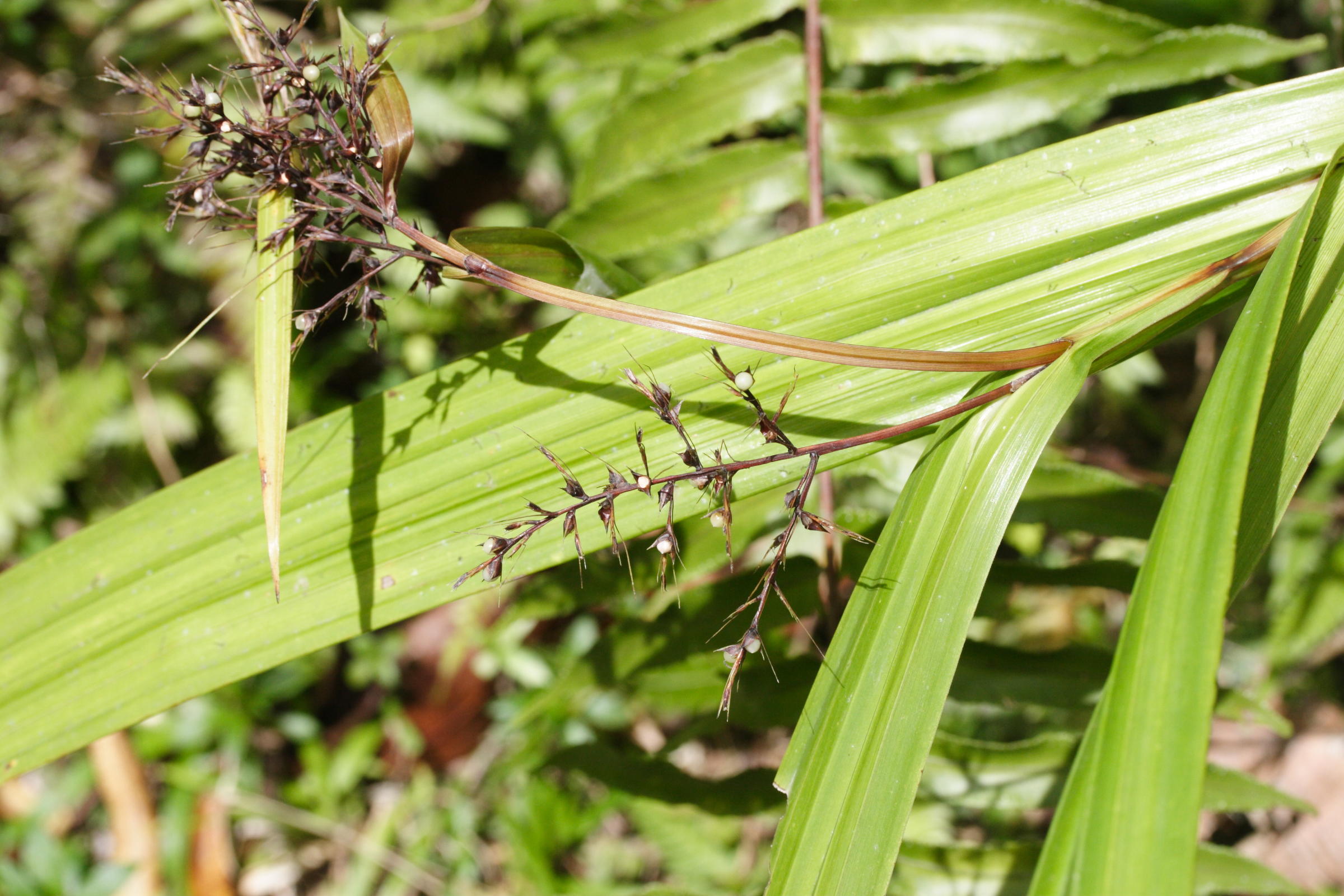 scleria_latifolia4md