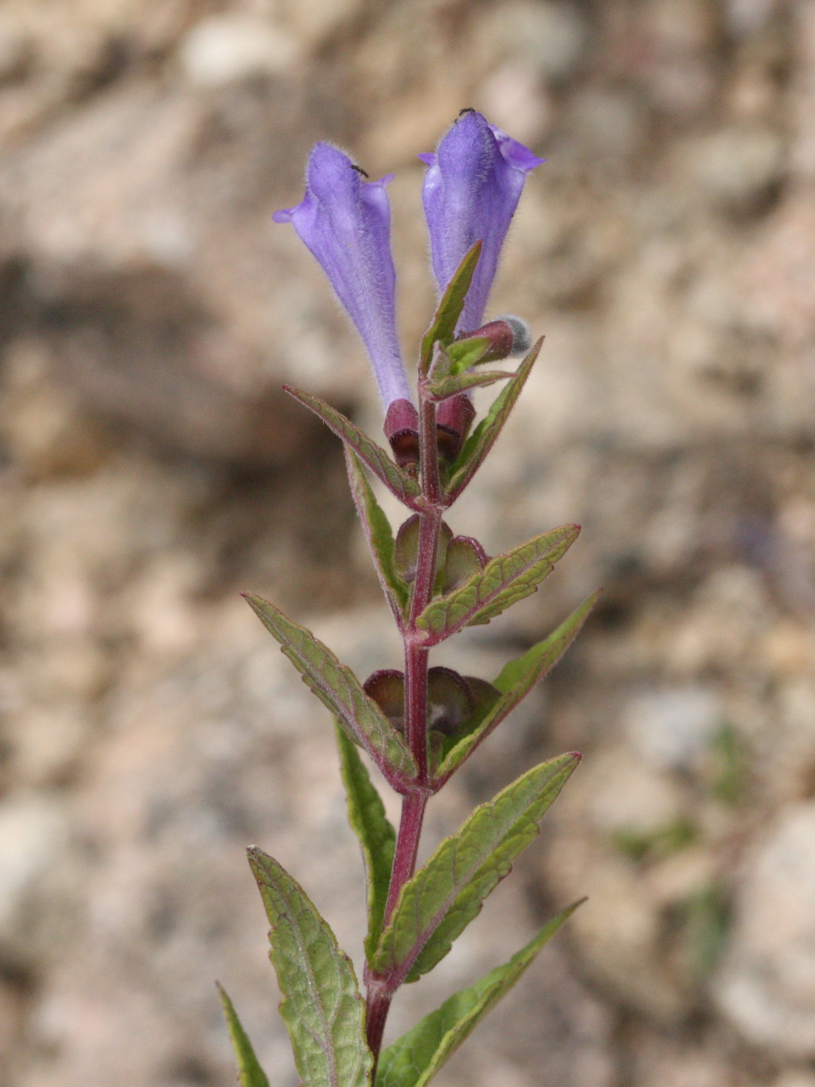 scutellaria_galericulata3md