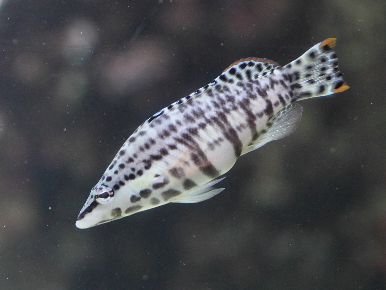 serranus_tigrinus2bd