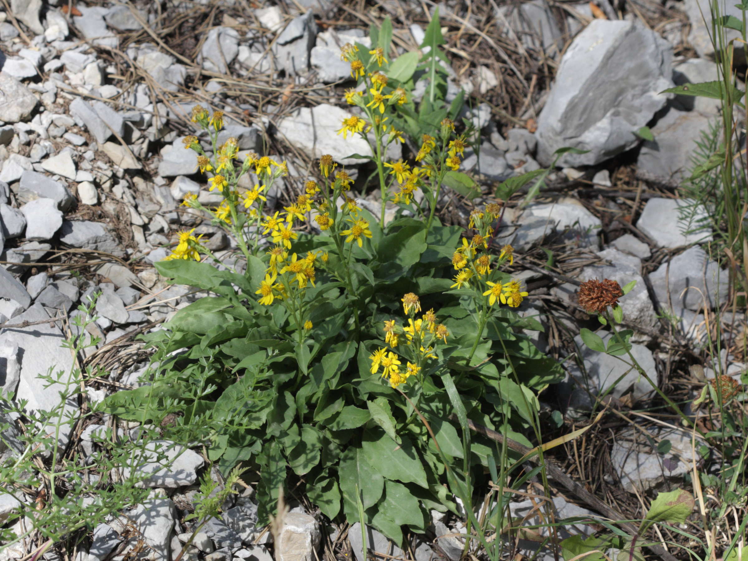 solidago_virgaurea_alpestris2bd