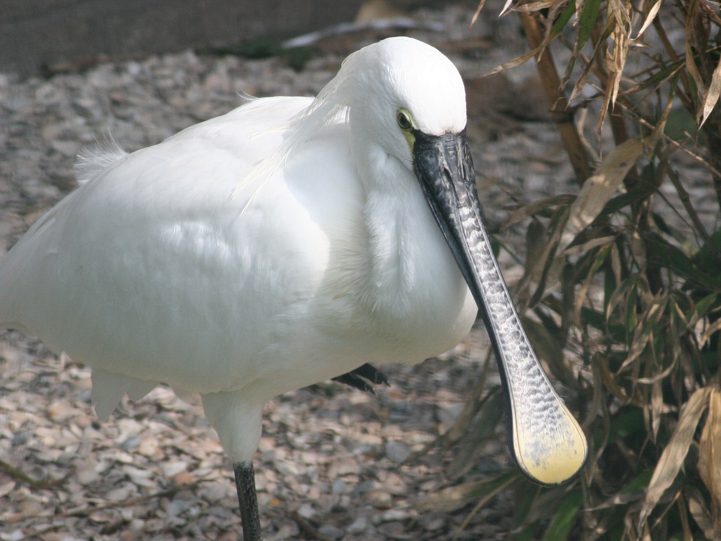 Afficher le média spatule_blanche_-_platalea_leucorodia5md spatule_blanche_-_platalea_leucorodia5md
