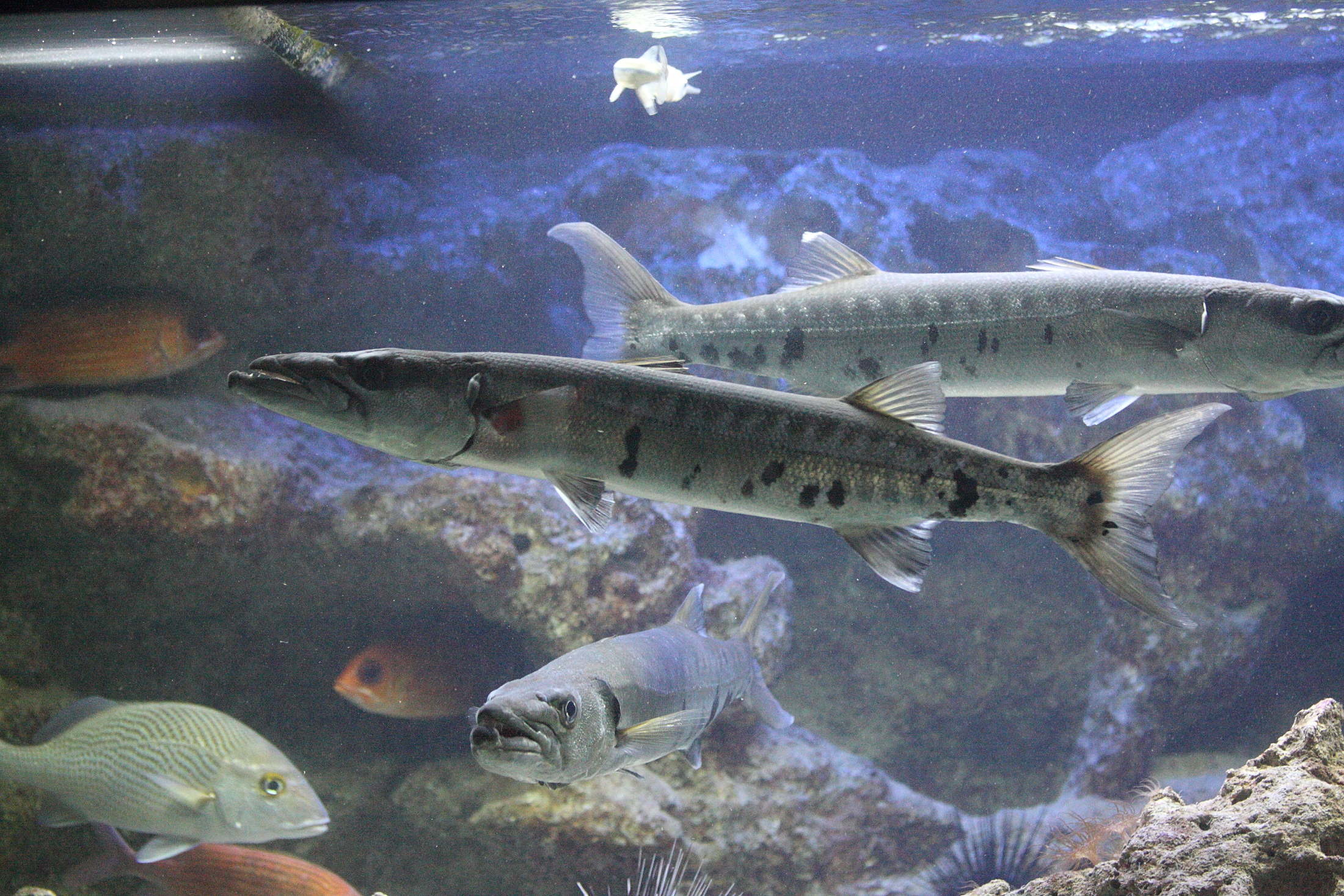 sphyraena_barracuda1md