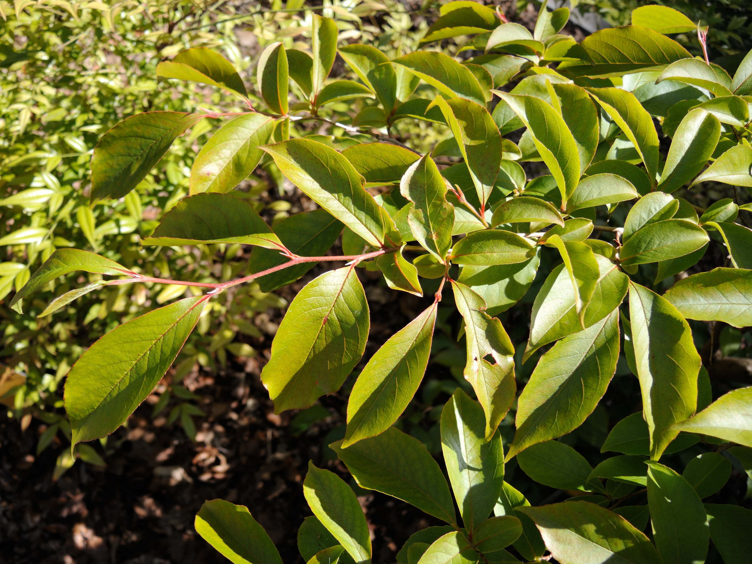 stewartia_rostrata2md