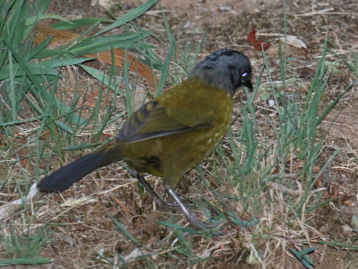 tohi_a_grands_pieds_-_pezopetes_capitalis1bd