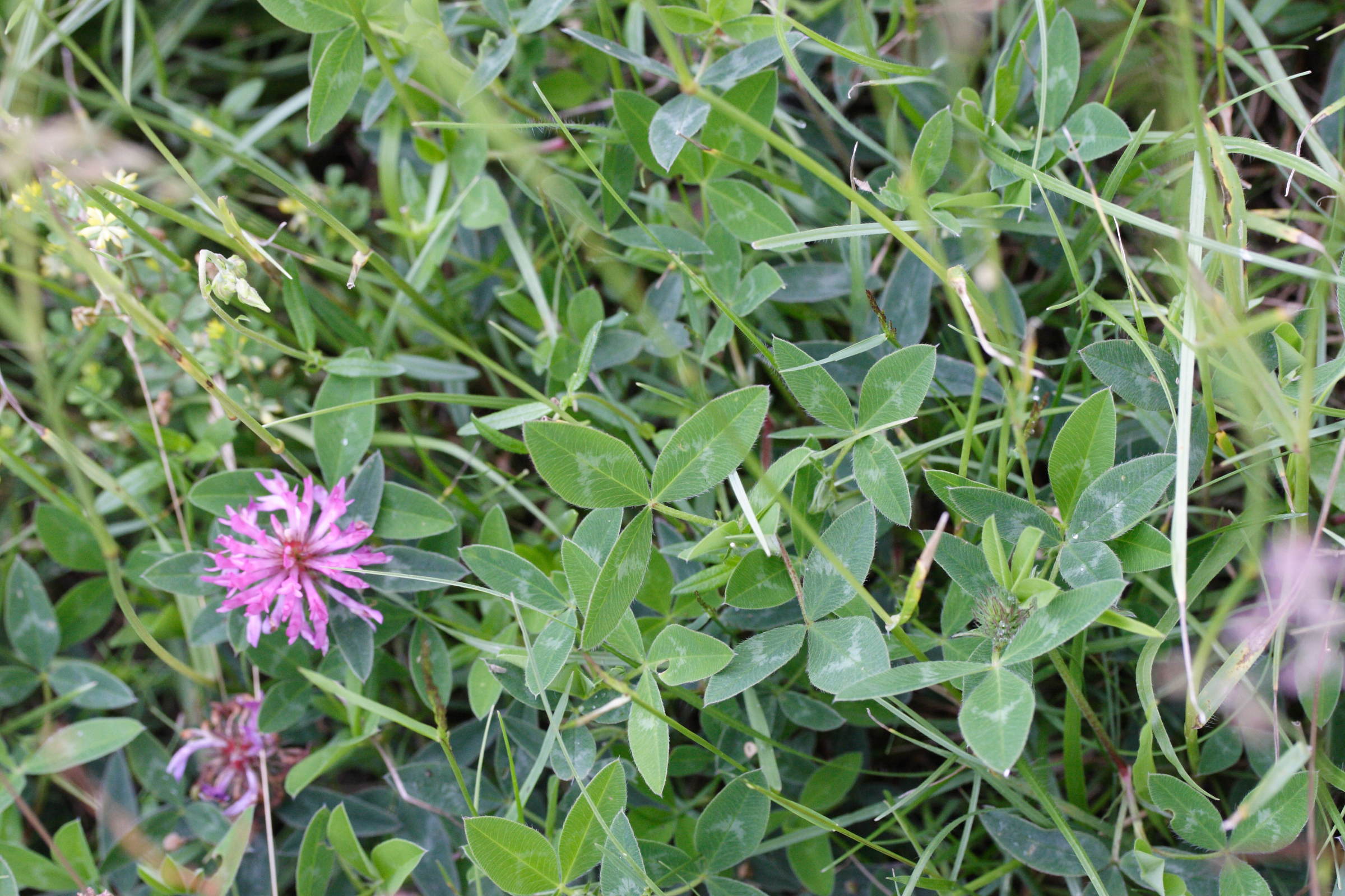 trifolium_medium1md