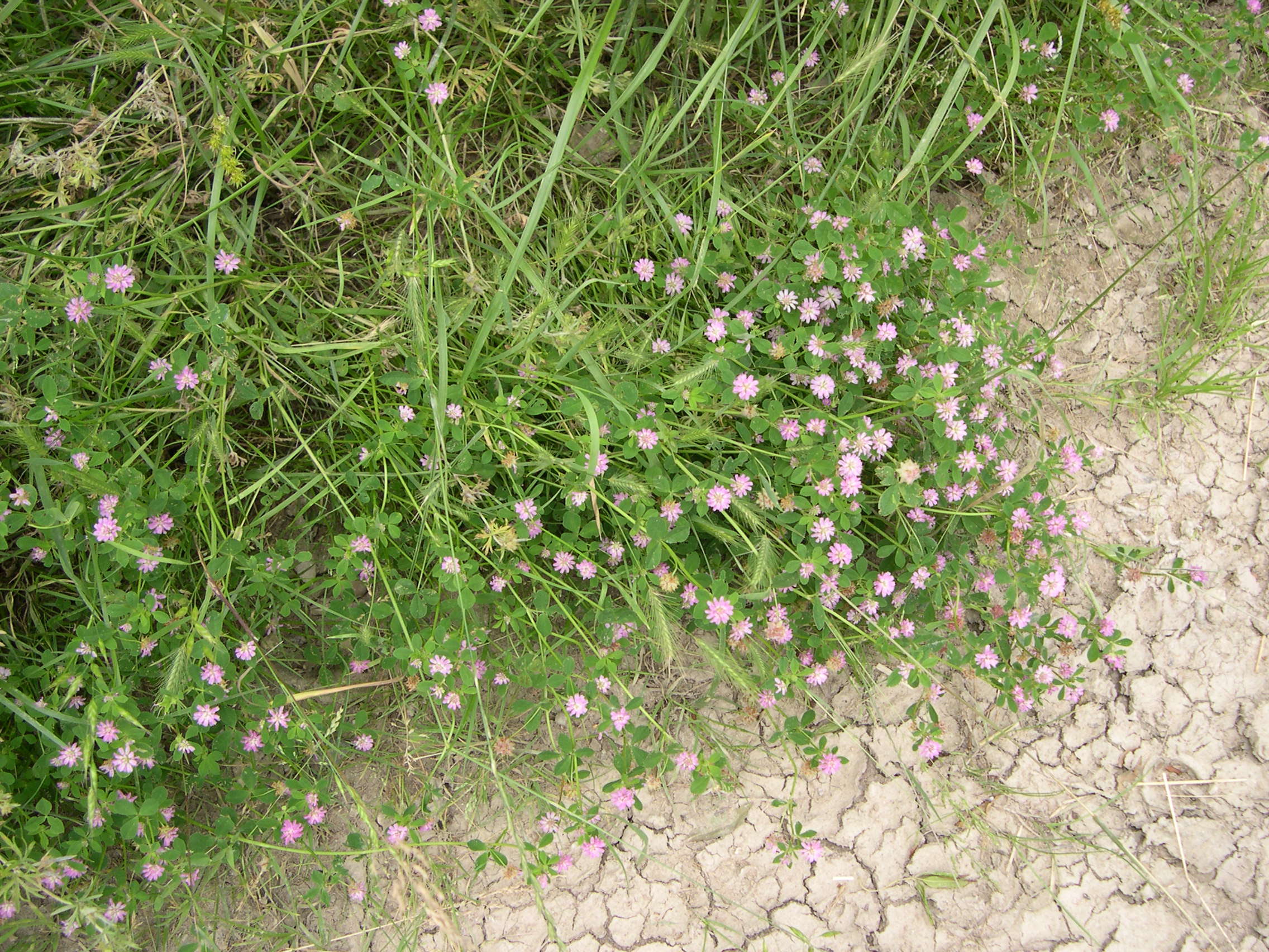 Afficher le média trifolium_resupinatum1md trifolium_resupinatum1md