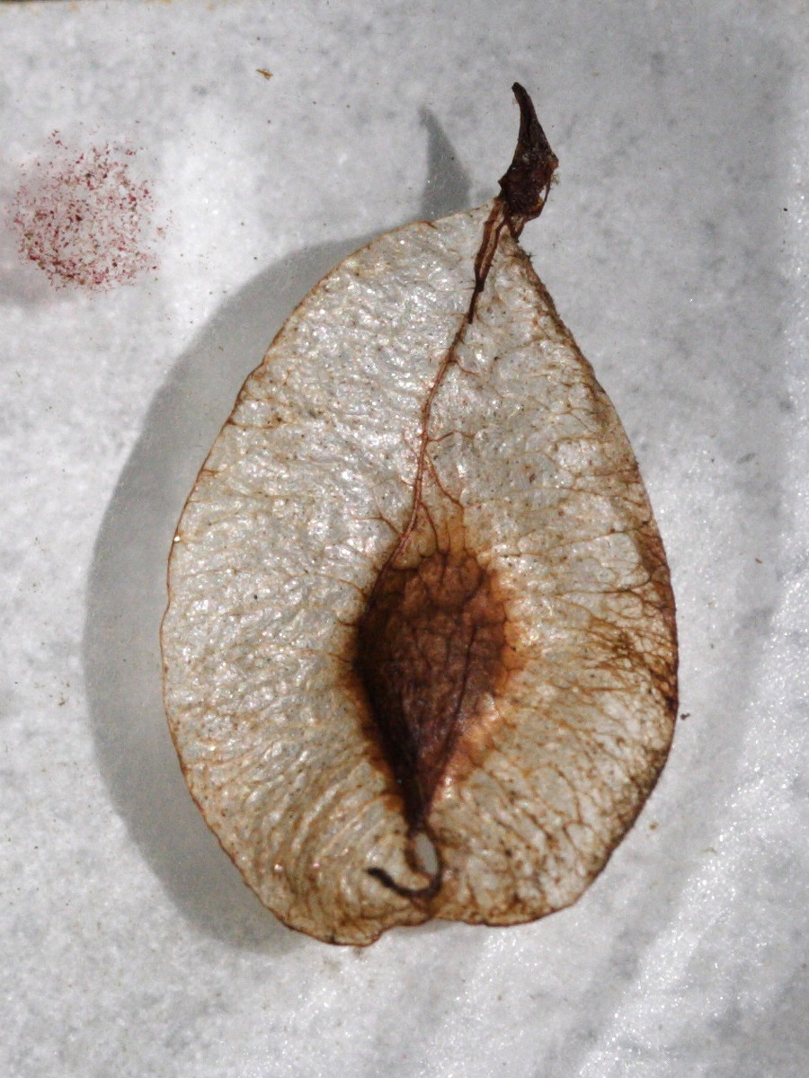 ulmus_minor_minor6md