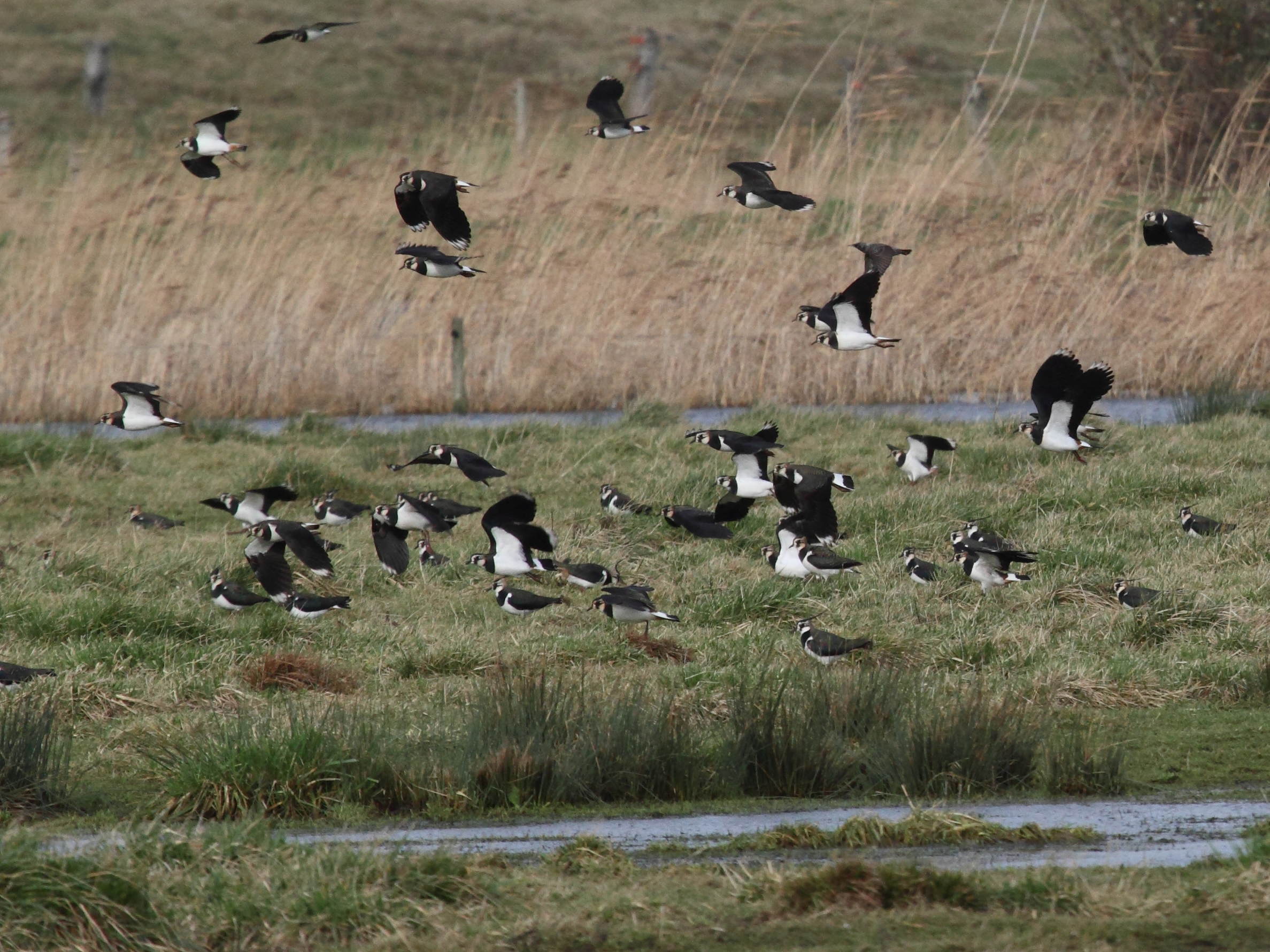 vanneau_huppe_-_vanellus_vanellus1bd