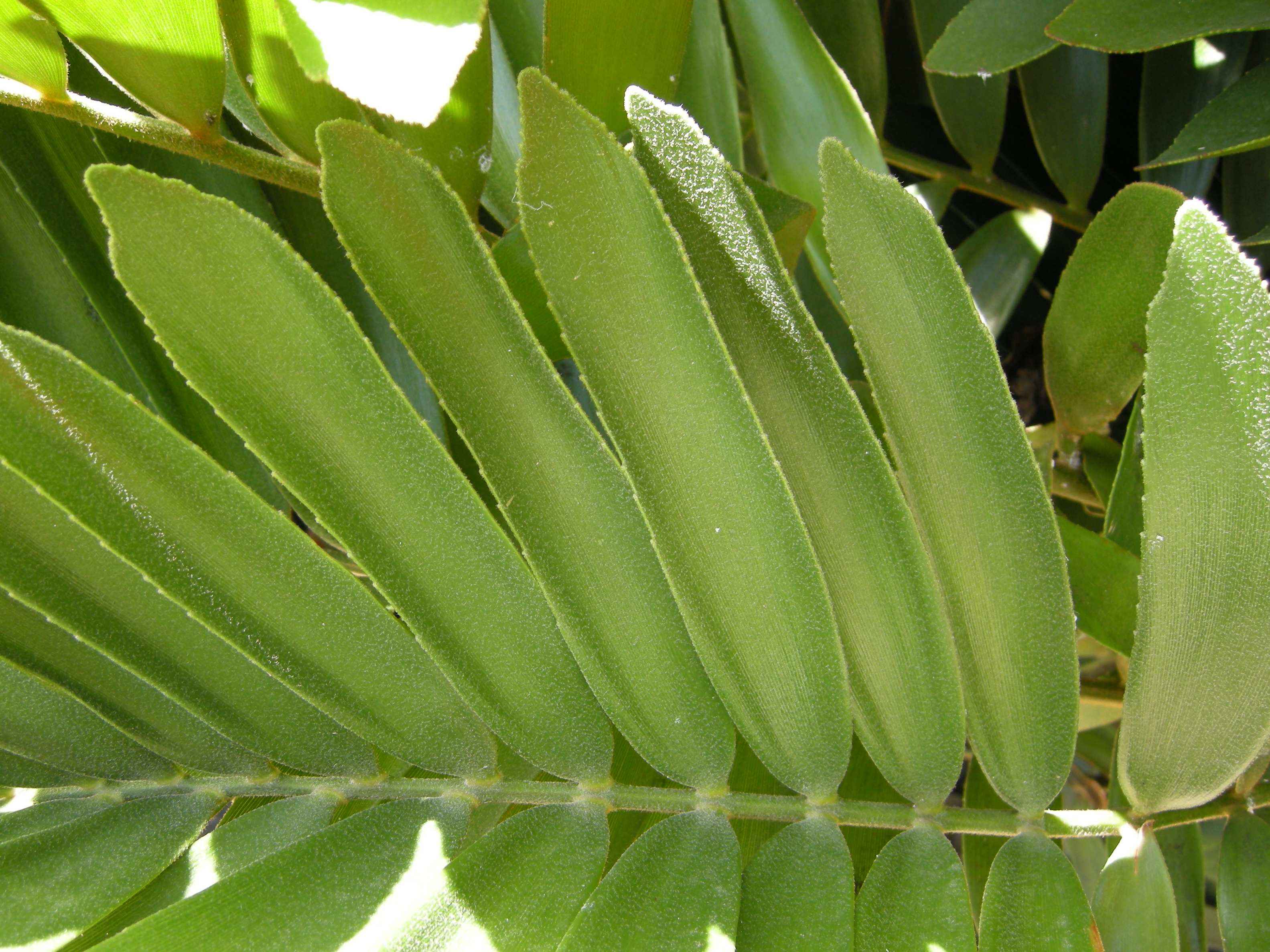 zamia_furfuracea4md