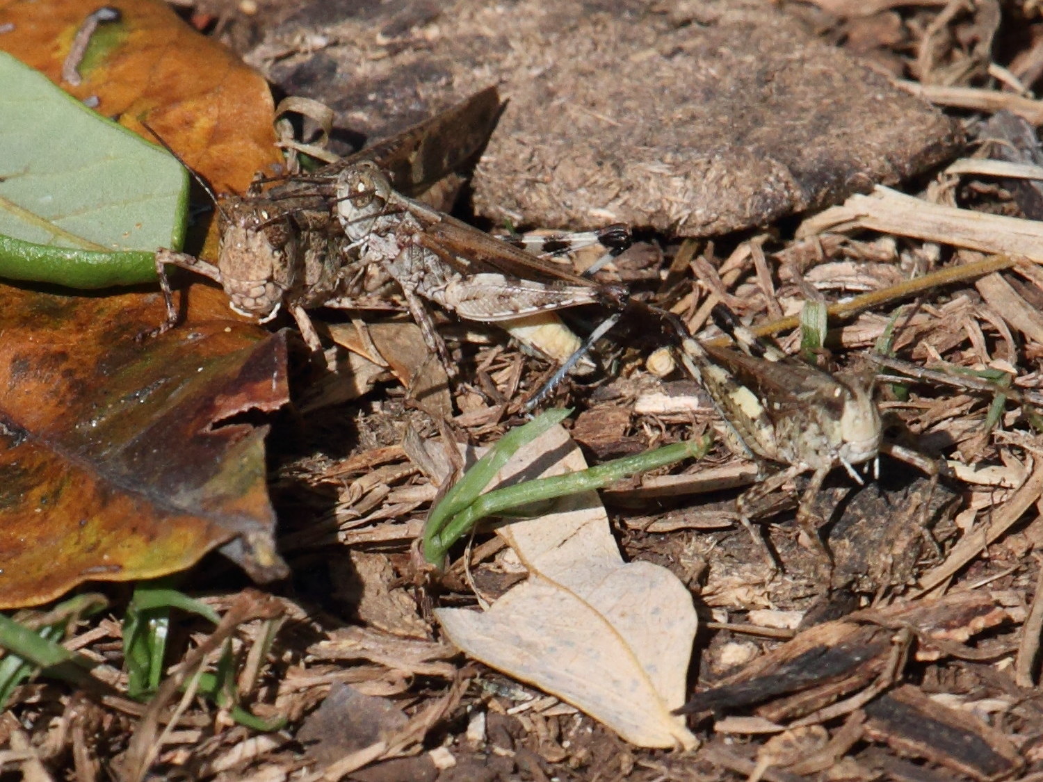 acrotylus_patruelis4bd