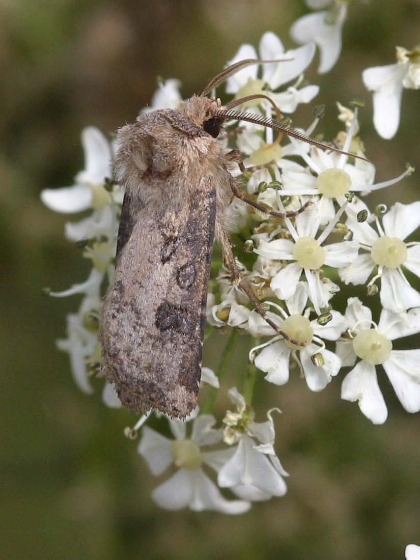 agrotis_segetum1bmd