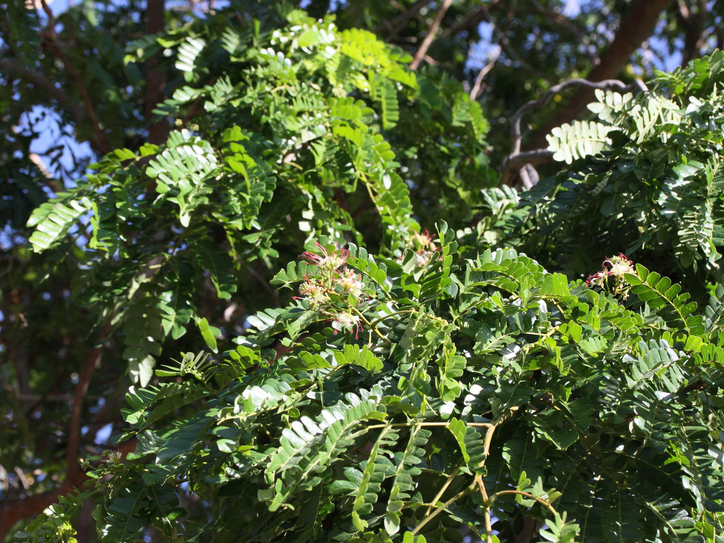 albizia_gummifera1md