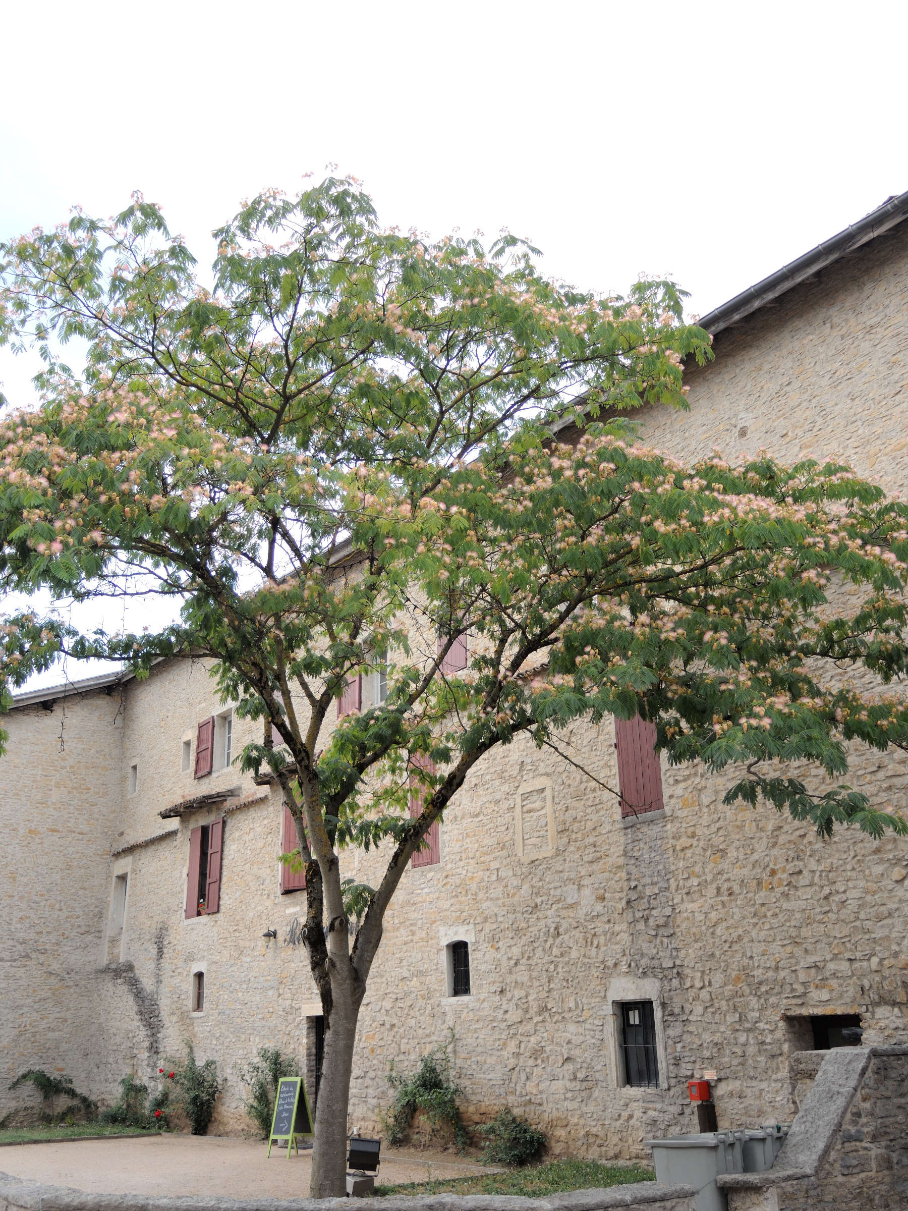 albizia_julibrissin1md