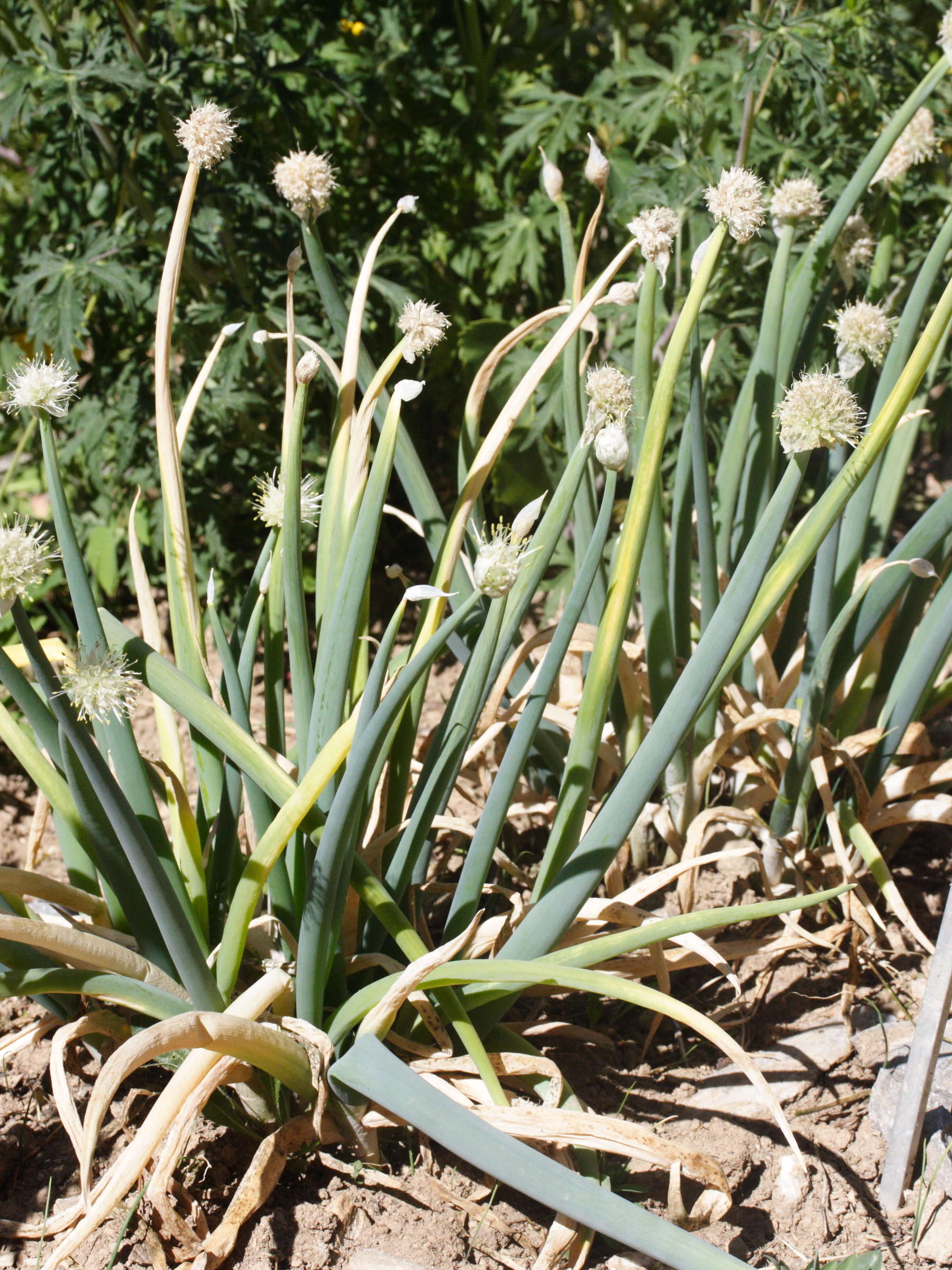 allium_altaicum1md