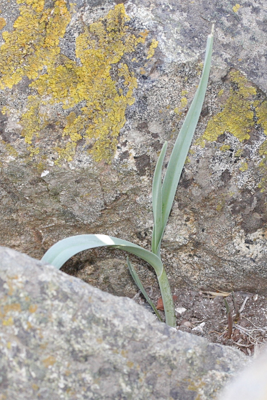 allium_commutatum1md