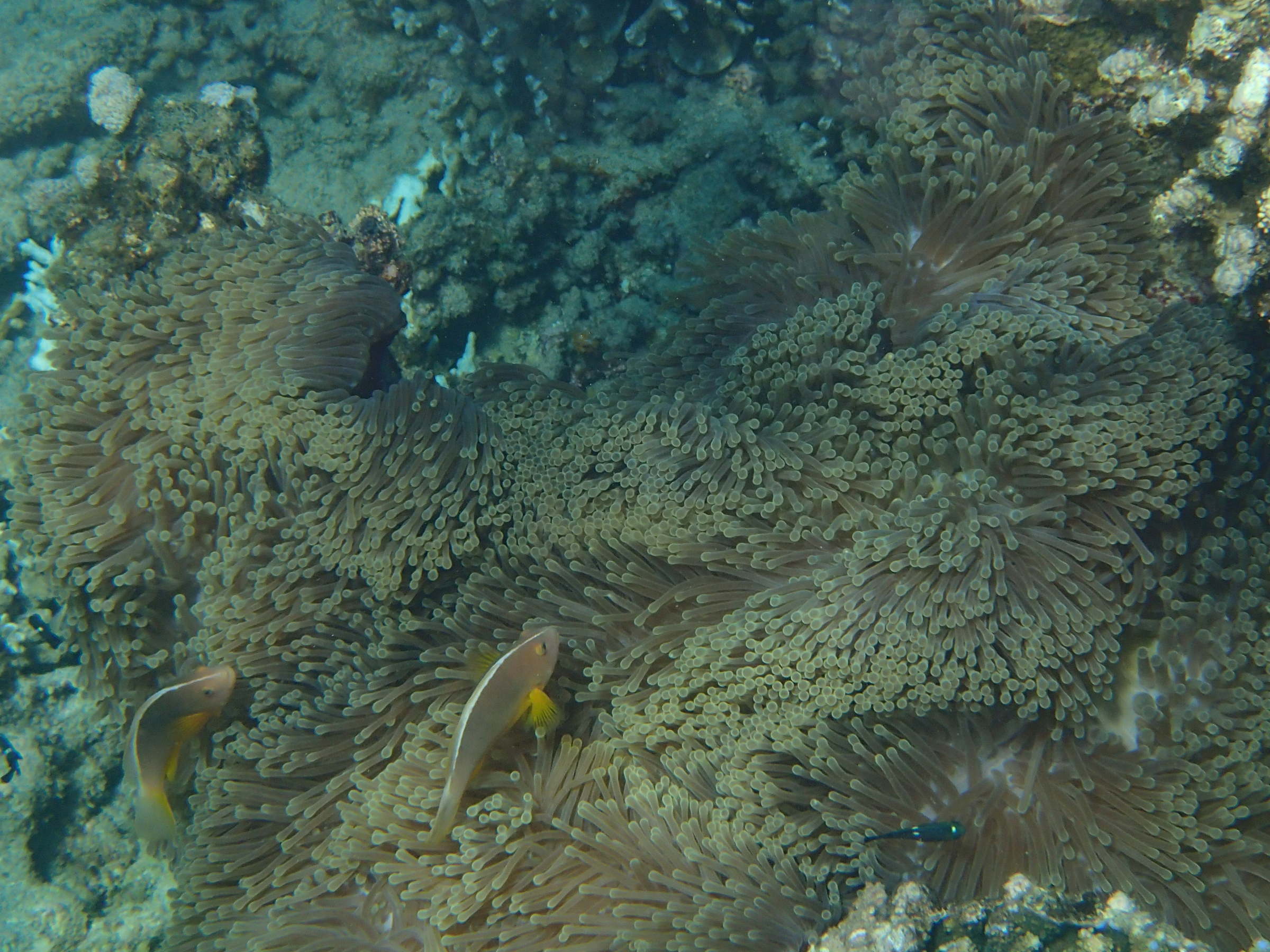 amphiprion_akallopisos1bd