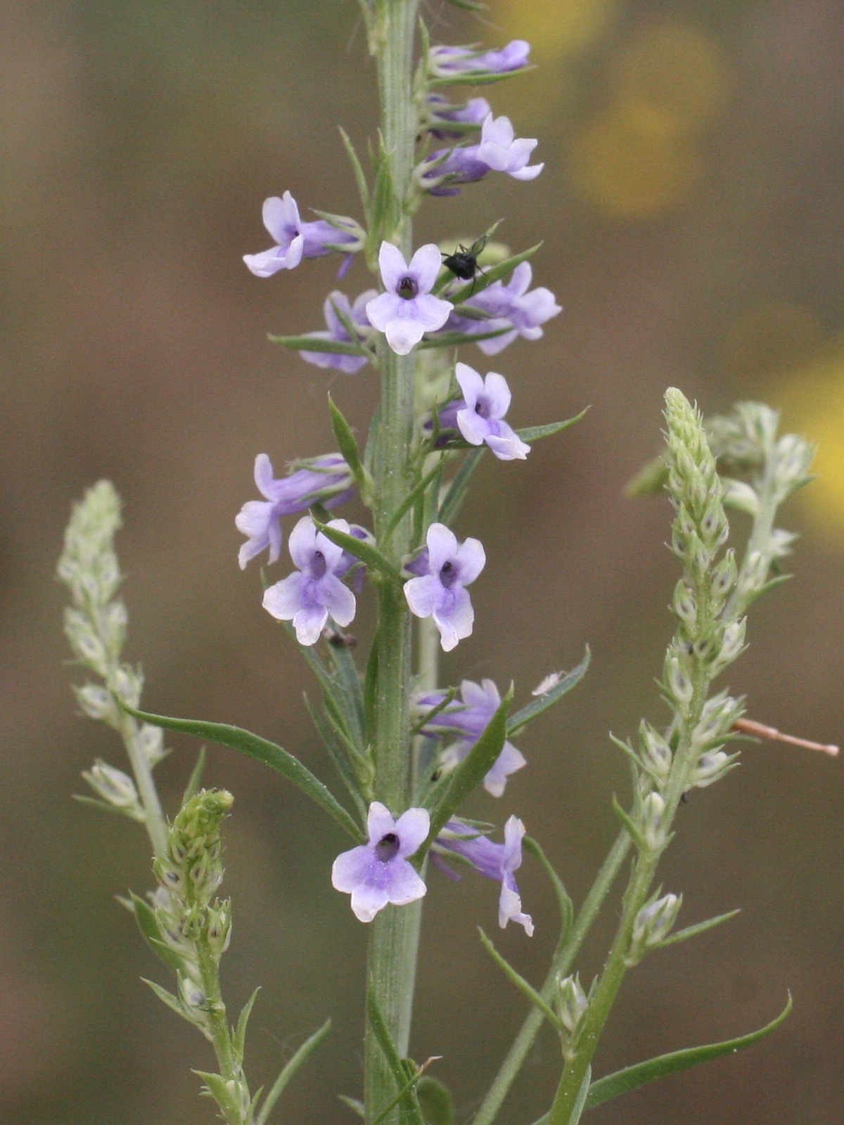 Afficher le média anarrhinum_bellidifolium2cmd anarrhinum_bellidifolium2cmd