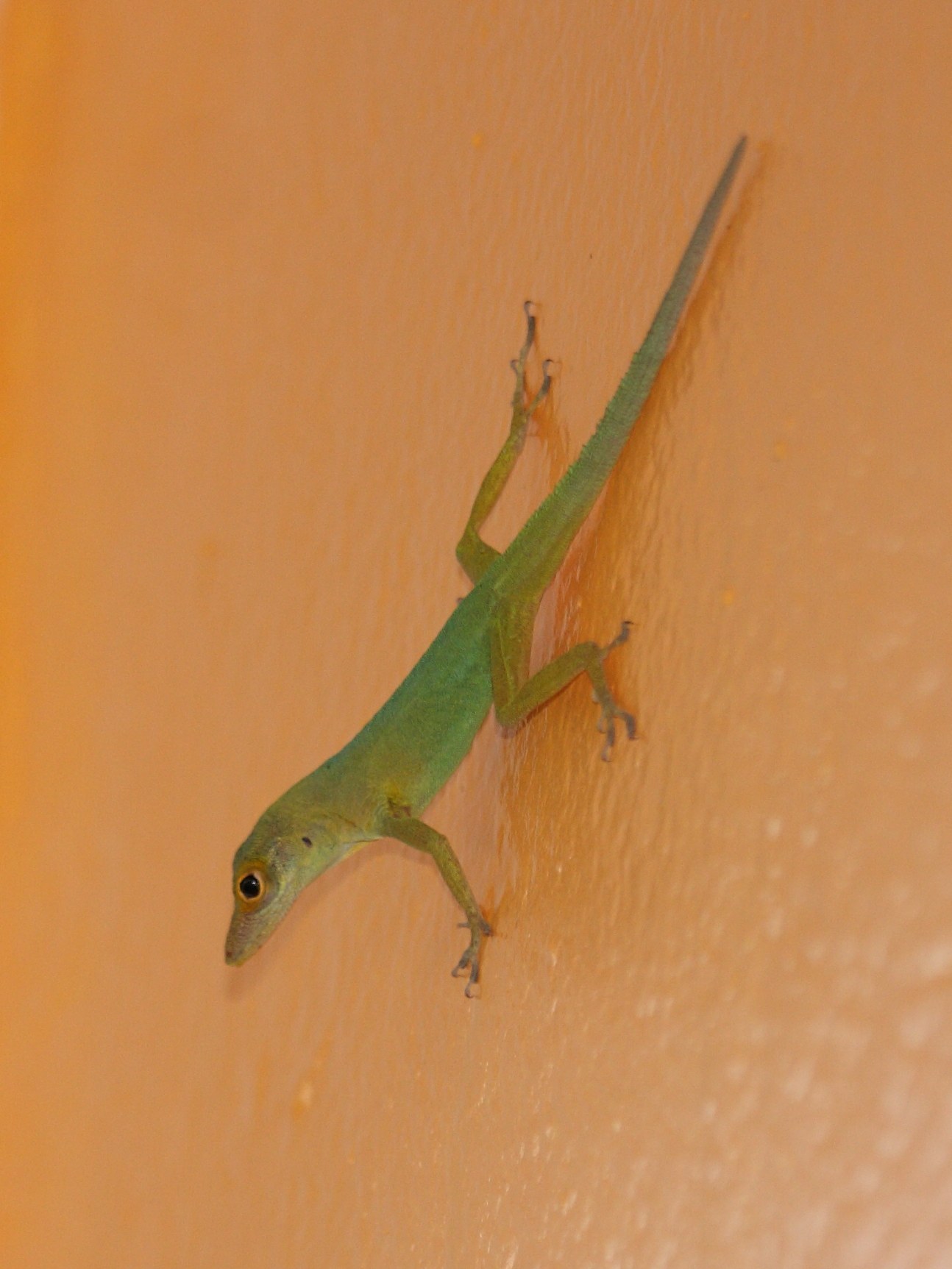 Afficher le média anolis_marmoratus1sd anolis_marmoratus1sd