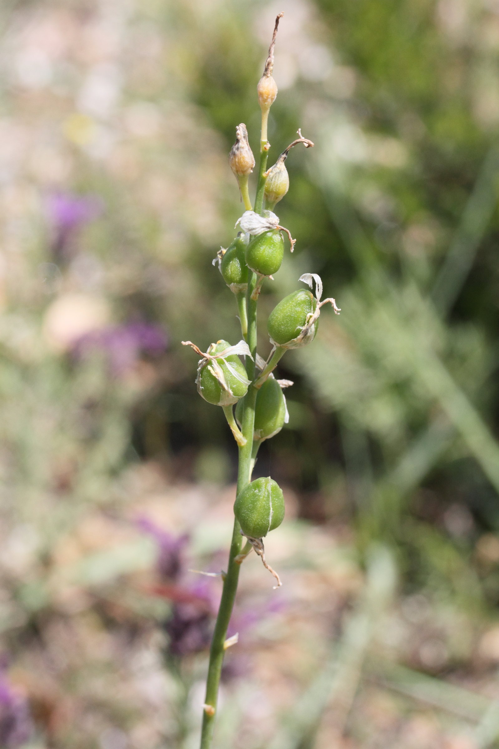 anthericum_liliago6md